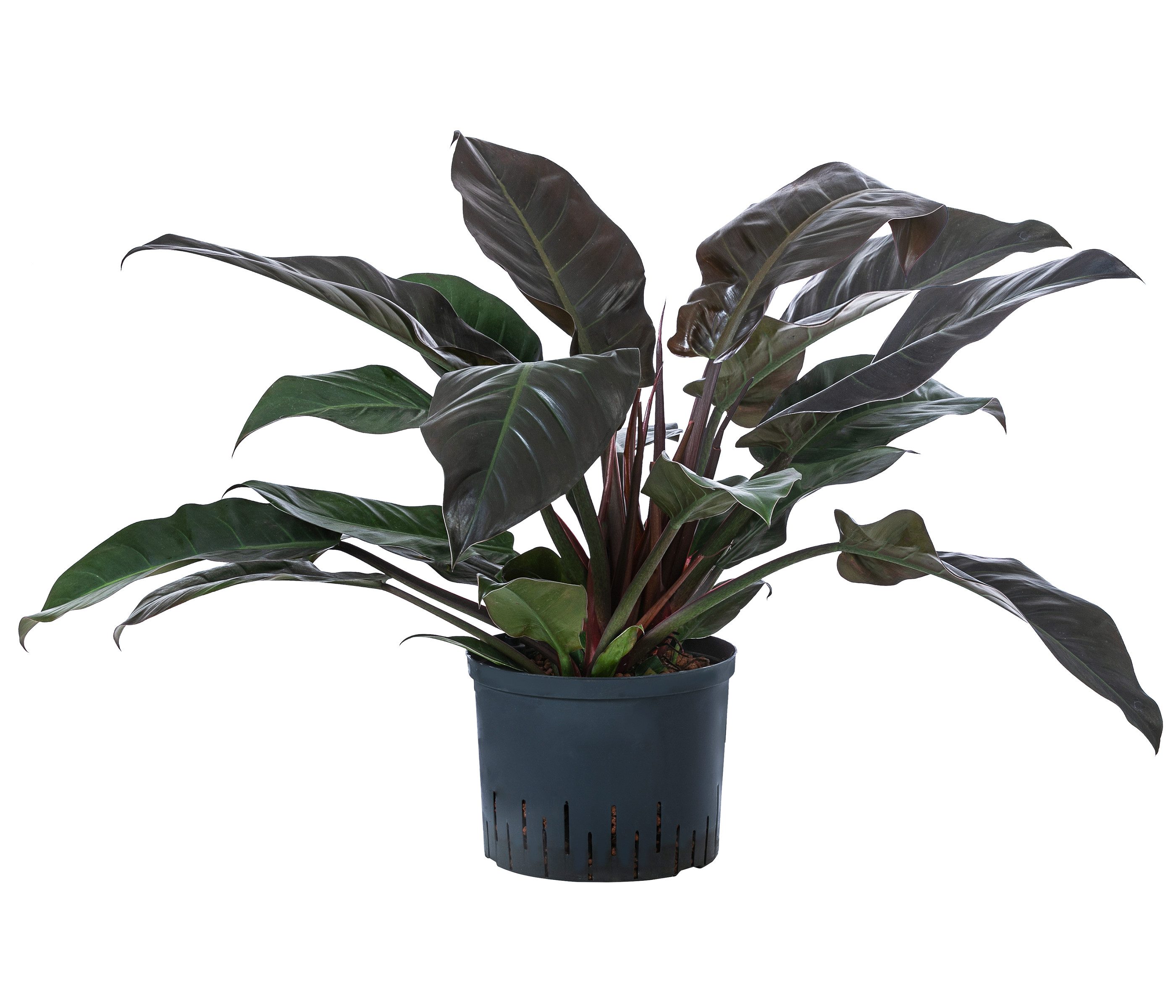 Dehner Zimmerpflanze Baumfreund, Philodendron, in Hydrokultur, ca. 60 cm, Ø Topf 25 cm, edle Варианты Imperial Red, inkl. Wasserstandsanzeiger