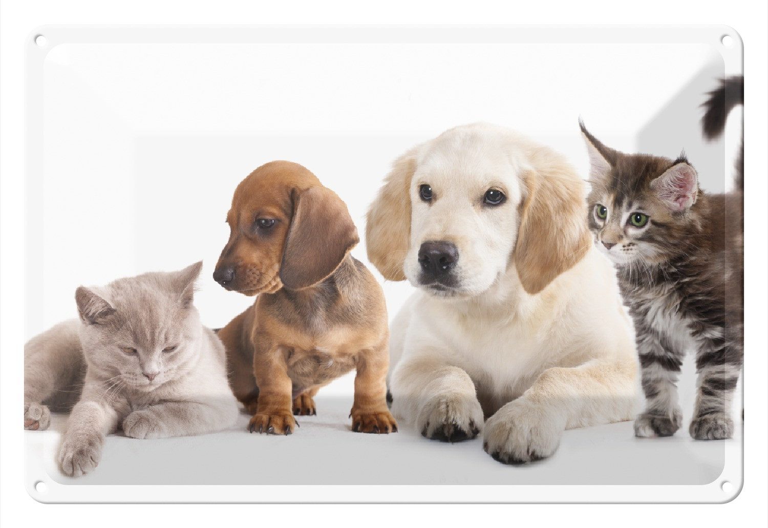 Wallario Metallbild, Hundewelpen und Katzenjunge, in verschiedenen Ausführungen