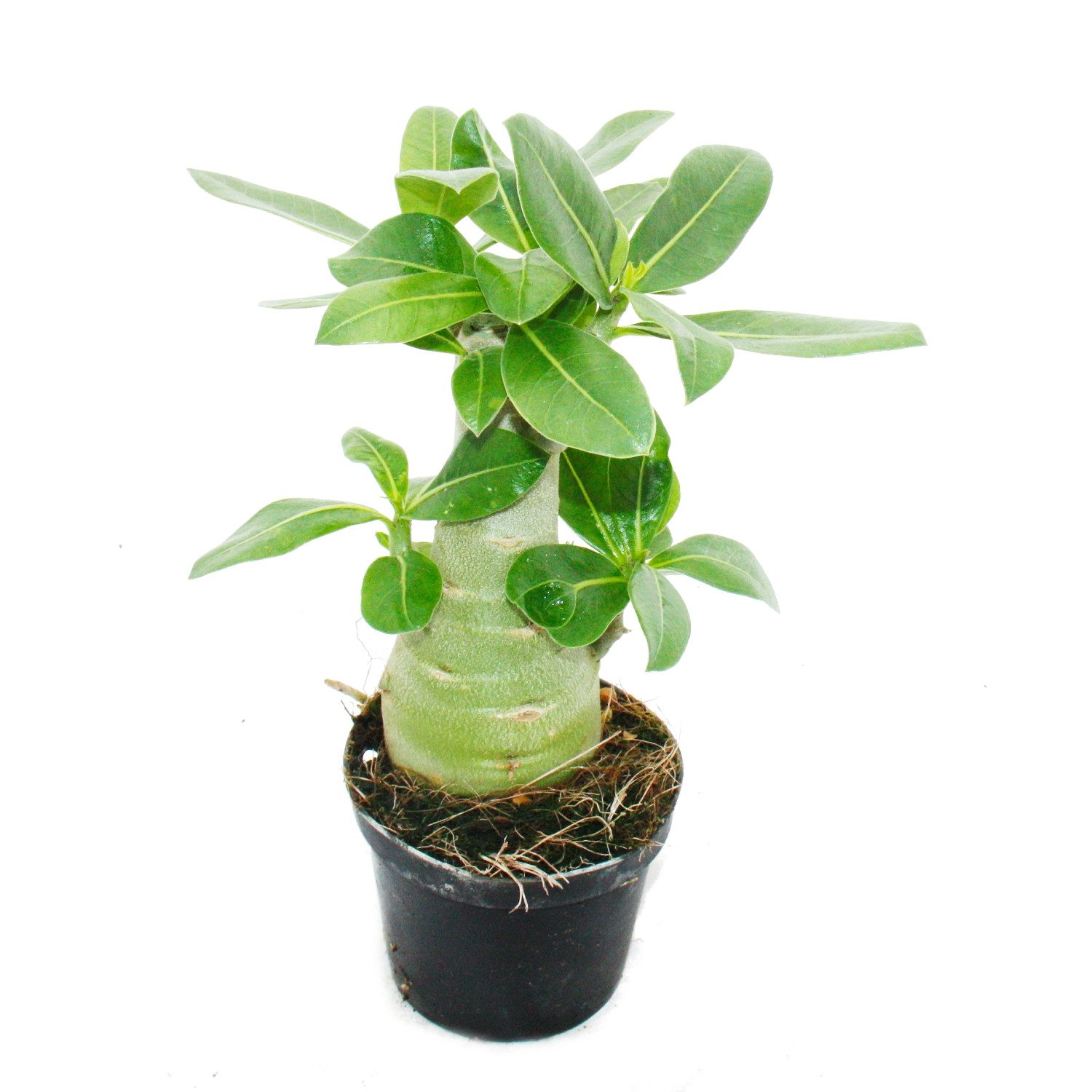 Exotenherz Zimmerpflanze Kleine Wüstenrose, Adenium, Überraschungsfarbe, 10cm Topf