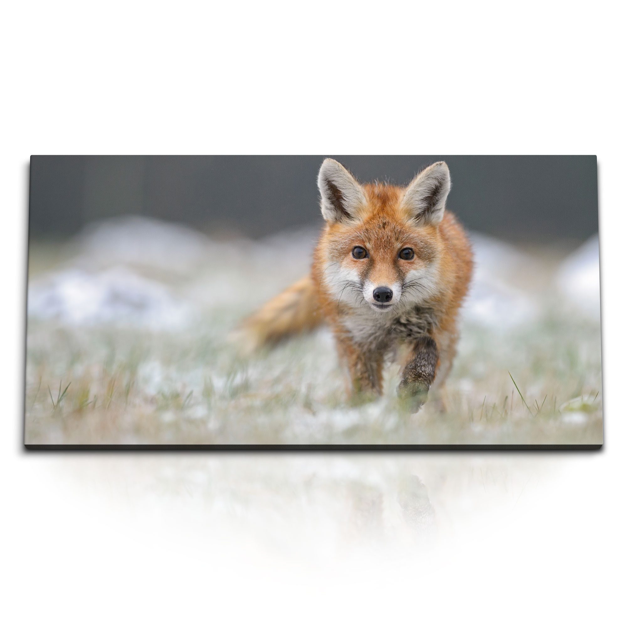 Leinwandbild Kunstdruck Bilder 120x60cm Kleiner Fuchs Tierfotografie Natur Rotfuchs