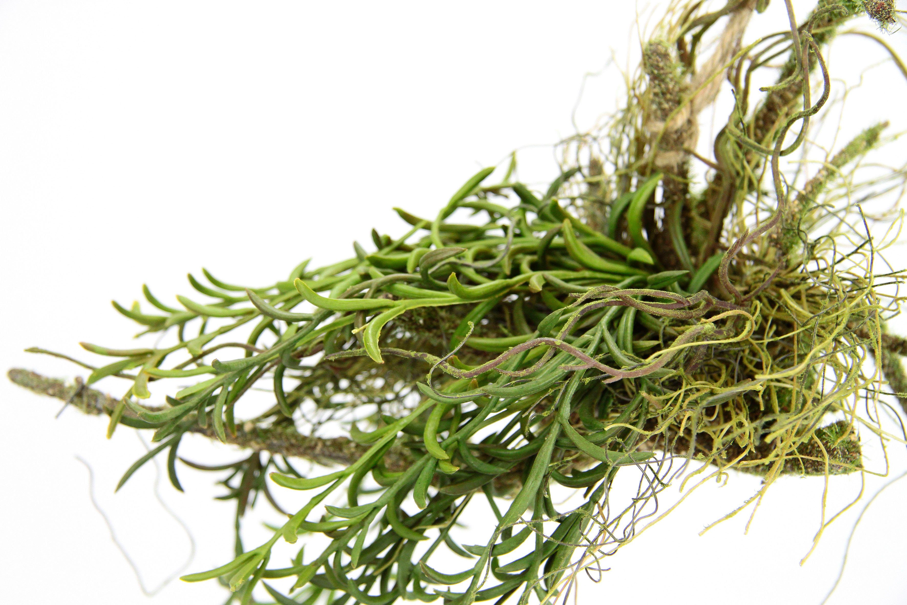 Kunstpflanze Tillandsia, I.GE.A., Höhe 72 cm, Hänger auf Ast Künstlicher Moos Hängeampel Kunstpflanze