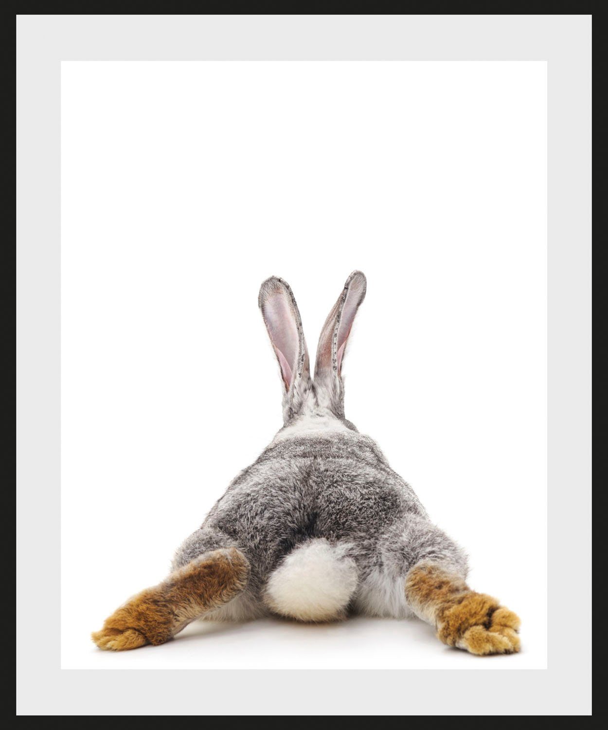 Hase (1 queence Bild St) Tail, Bunny