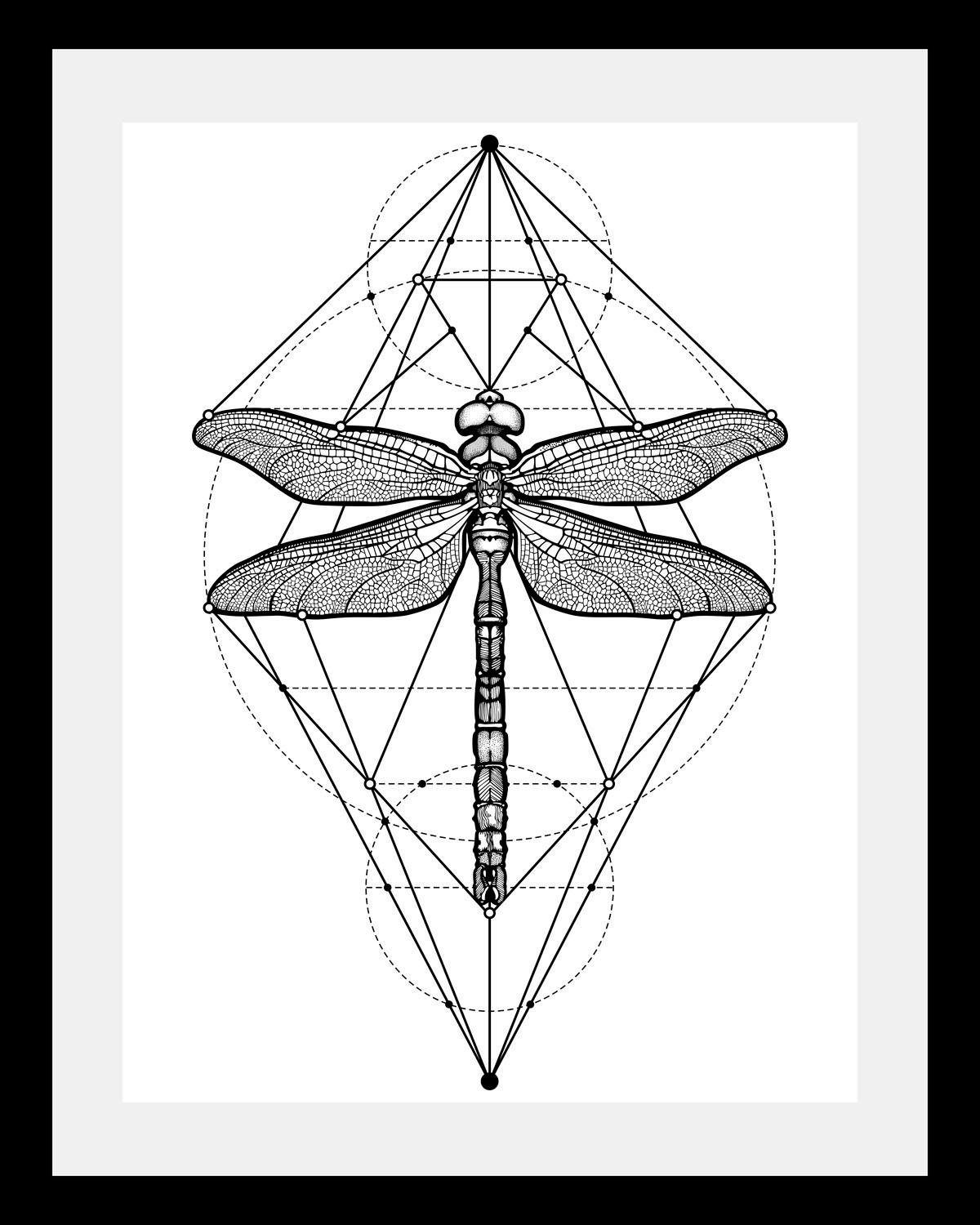 queence Bild Libelle, in 3 Größen, gerahmt | Kunstdrucke