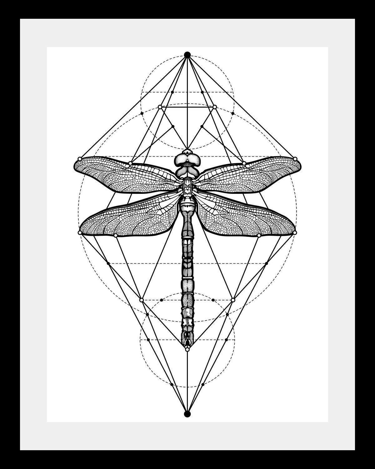 queence Bild Libelle, Insekten, Kunst, Schwarz-Weiß, Tiere, HD Premium Poster-Druck inkl. Holzrahmen. € 32,83