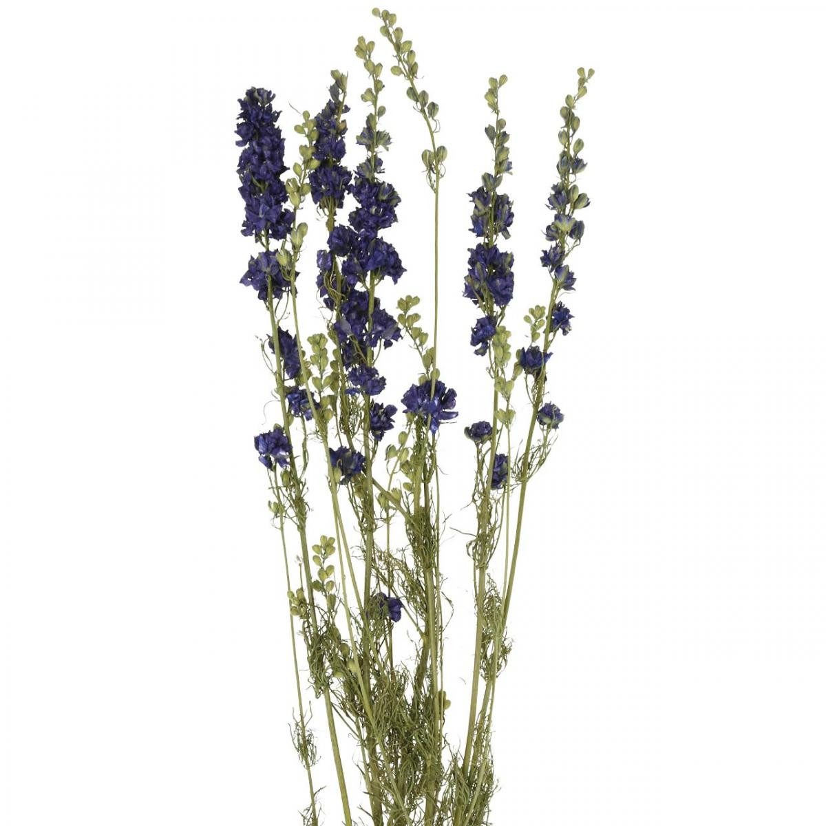 Trockenblume Getrocknetes Delphinium Blau - Trockenblumen Rittersporn, 64cm, DIJK, Höhe 64 cm