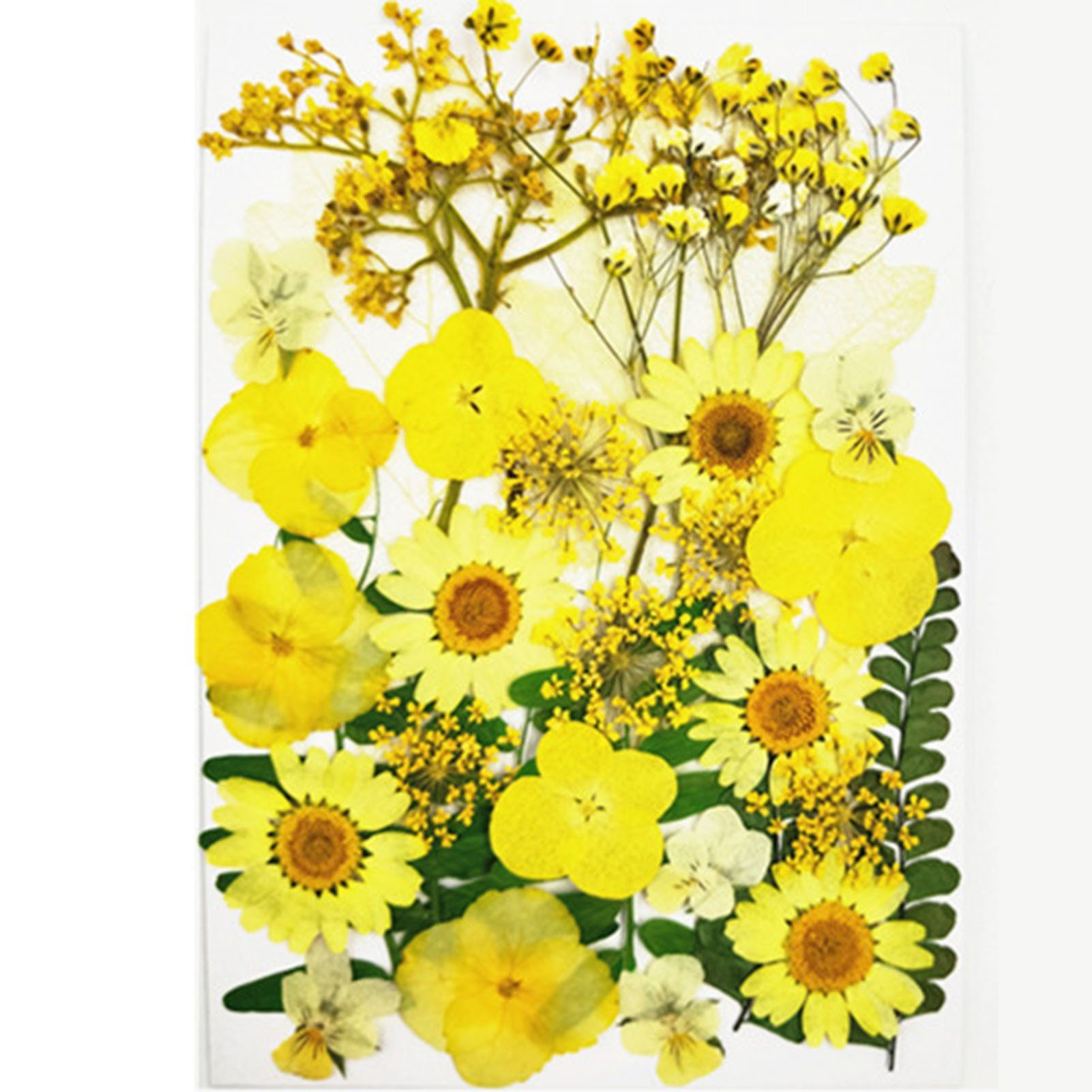 Trockenblume DIY Trockenblumen-Material-Set, Modische Gepresste Blumen, Pflanzen, Blusmart, Trockenblume yellowC