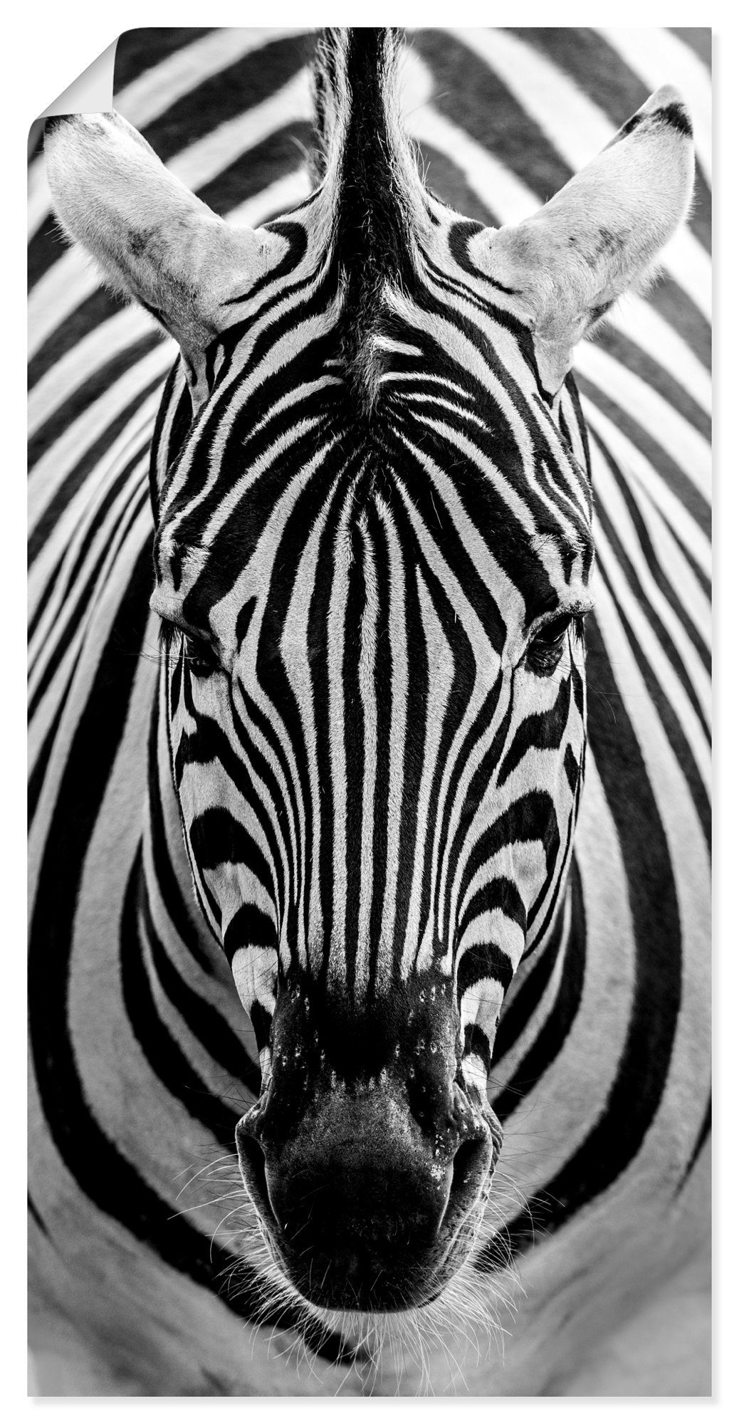 Artland Wandbild Zebra, Wildtiere (1 St), als Alubild, Leinwandbild, Wandaufkleber oder Poster in versch. Größen
