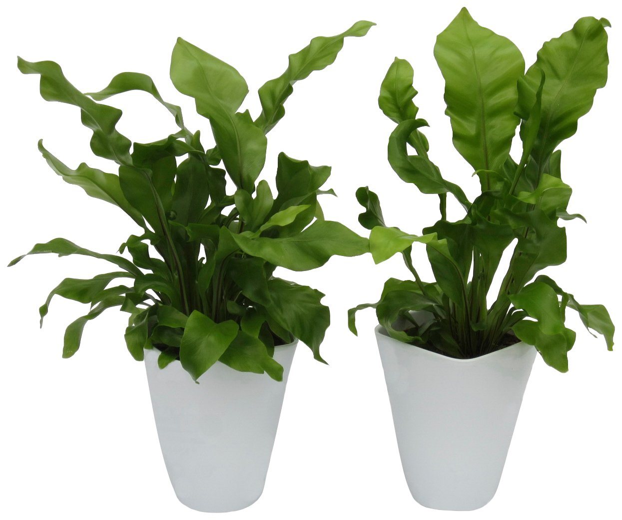 Dominik Zimmerpflanze »Farnpflanzen«, Höhe: 15 cm, 2 Pflanzen in Dekotöpfen-HomeTrends