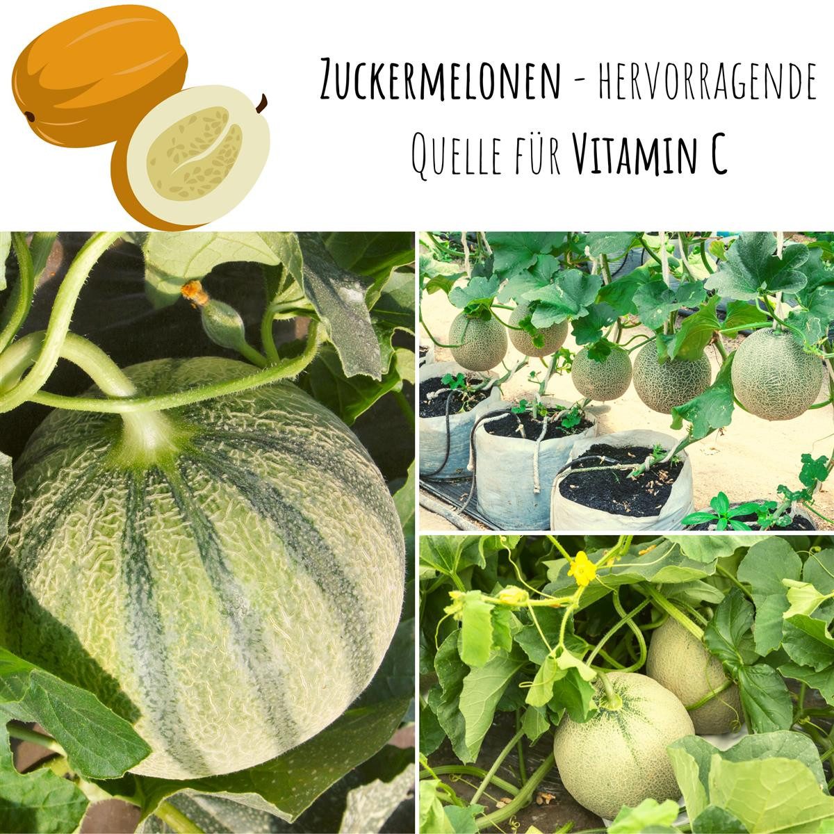 HappySeed Blumensamen Zuckermelone Samen - Cucurbita günstig online kaufen