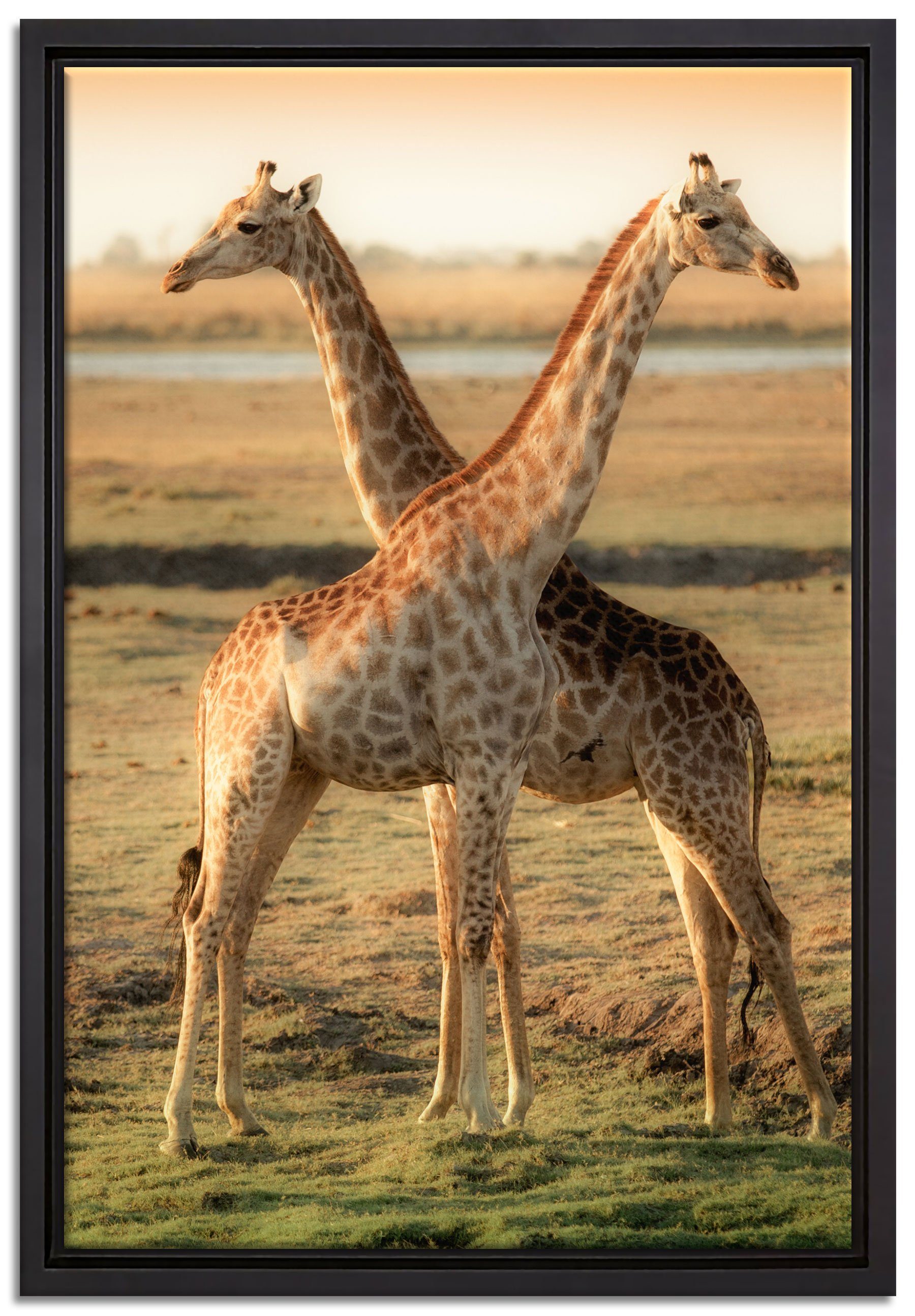 Pixxprint Leinwandbild Giraffen Paar, Wanddekoration (1 St), Leinwandbild fertig bespannt, in einem Schattenfugen-Bilderrahmen gefasst, inkl. Zackenaufhänger