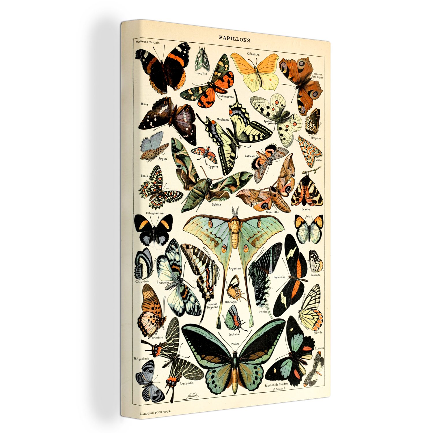 OneMillionCanvasses® Leinwandbild Adolphe Millot - Schmetterling - Tiere - Insekten - Vintage, (1 St), Leinwandbild fertig bespannt inkl. Zackenaufhänger, Gemälde, 20x30 cm