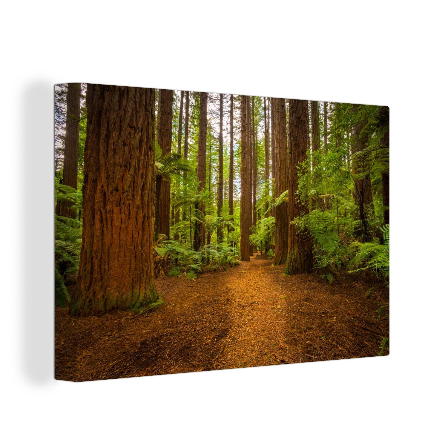 OneMillionCanvasses® Leinwandbild Bild eines Waldes mit Mammutbäumen, (1 St), Wandbild Leinwandbilder, Aufhängefertig, Wanddeko, 30x20 cm