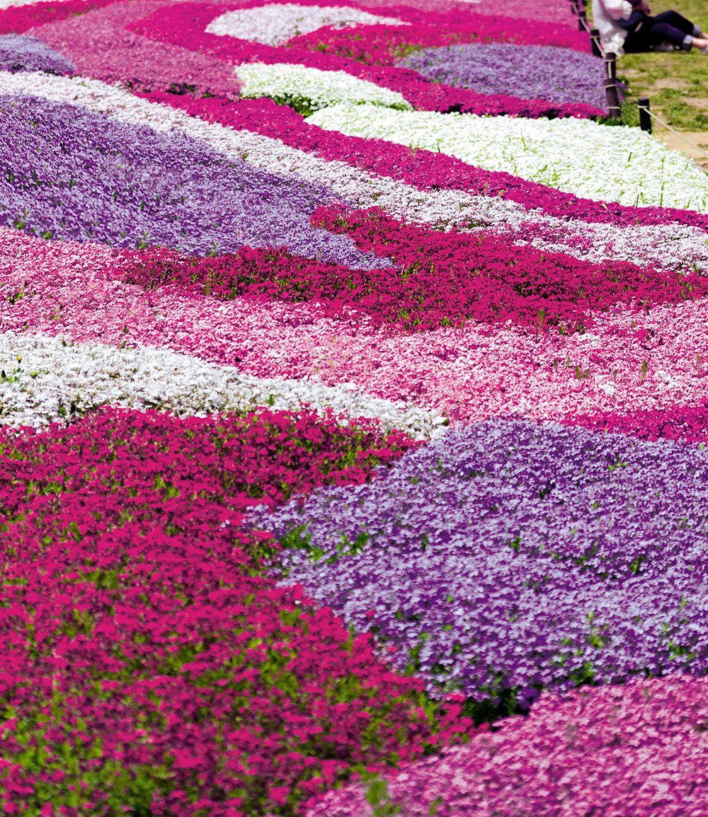 BALDUR Garten Bodendecker Phlox-Mix 'Flowers of the Sea', 4 St., Sperrkrautgewächs, immergrün, winterhart, mehrjährig