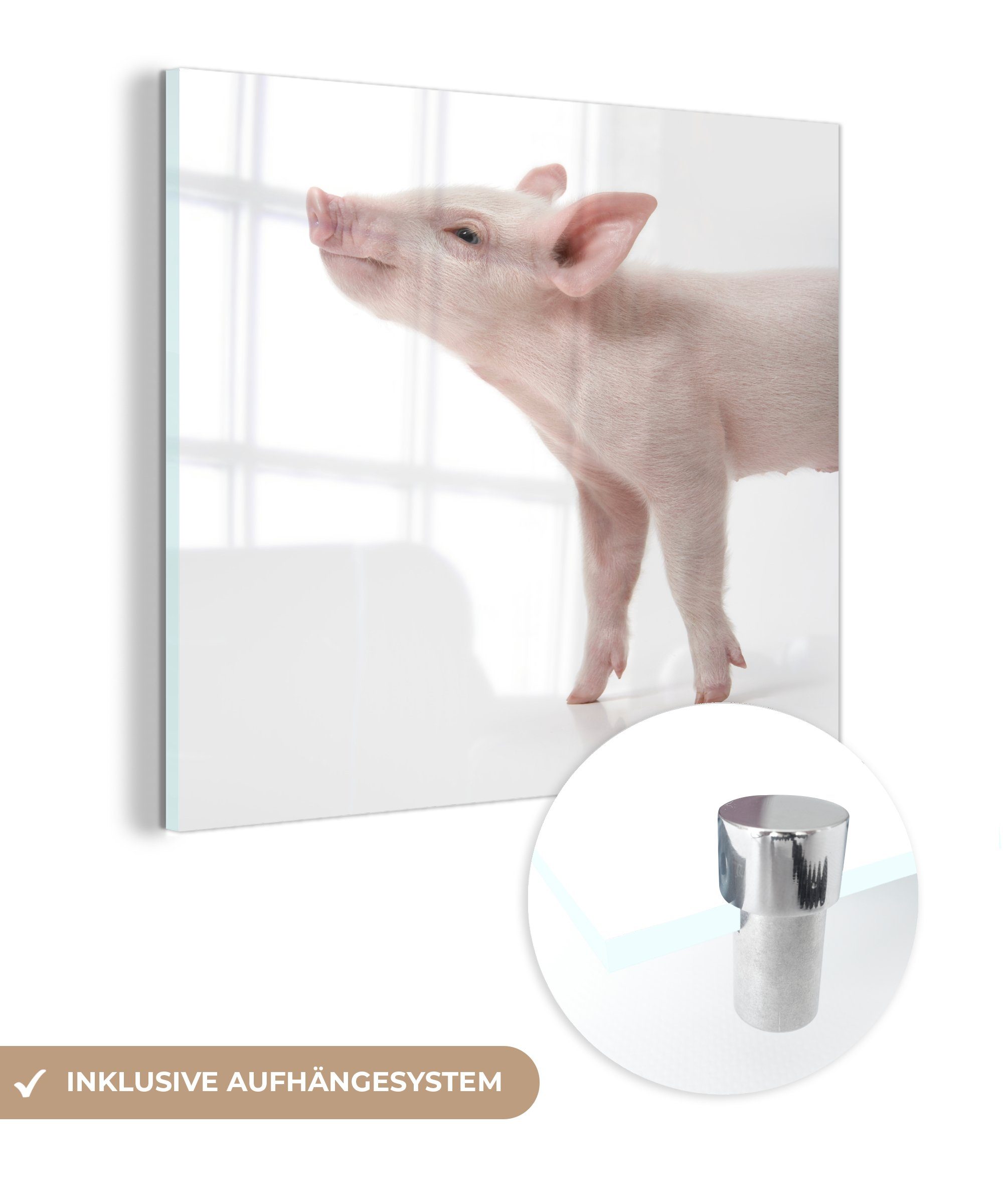 auf einem - - Bilder MuchoWow Glas mit nach St), auf Wanddekoration Schwein Acrylglasbild Glas Blick auf Foto Hintergrund, - Wandbild (1 Glasbilder oben weißen