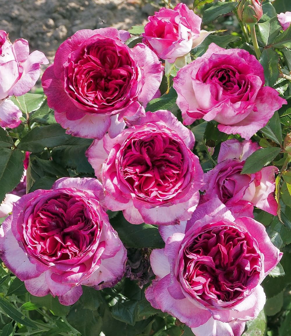 BALDUR Garten Rose Parfum-Rose 'Thierry Marx®', 1 St., Schnittblume, duftend