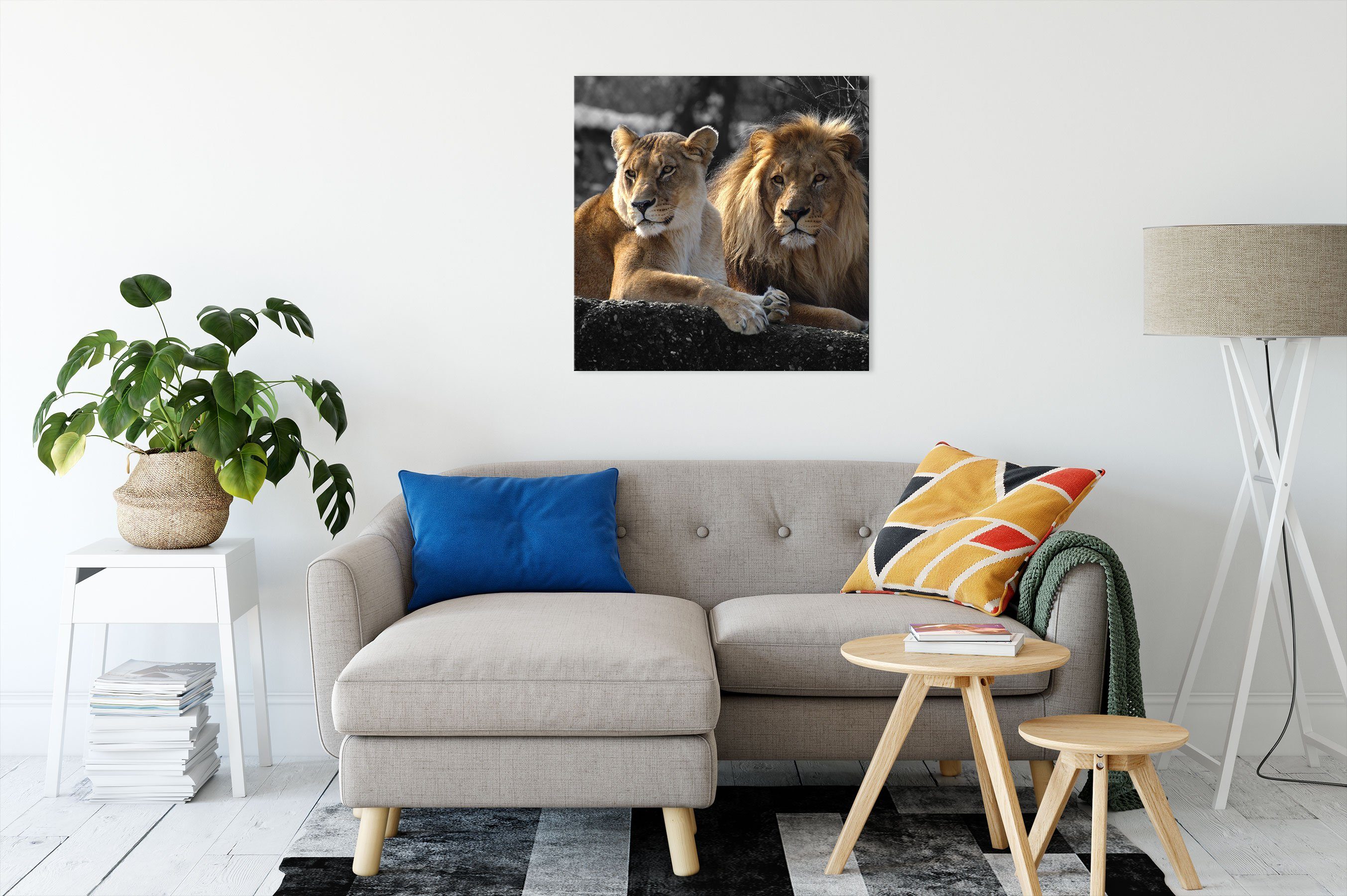Leinwandbild interessiertes Löwenpaar, fertig Pixxprint (1 bespannt, Leinwandbild inkl. St), interessiertes Zackenaufhänger Löwenpaar