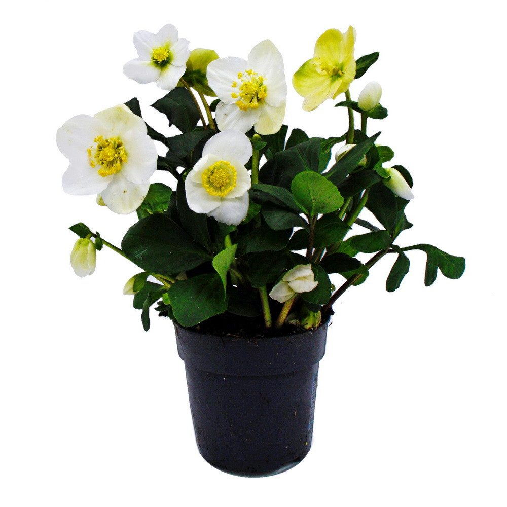Exotenherz Rose Christrose Helleborus niger 11cm Topf viele Knospen günstig online kaufen