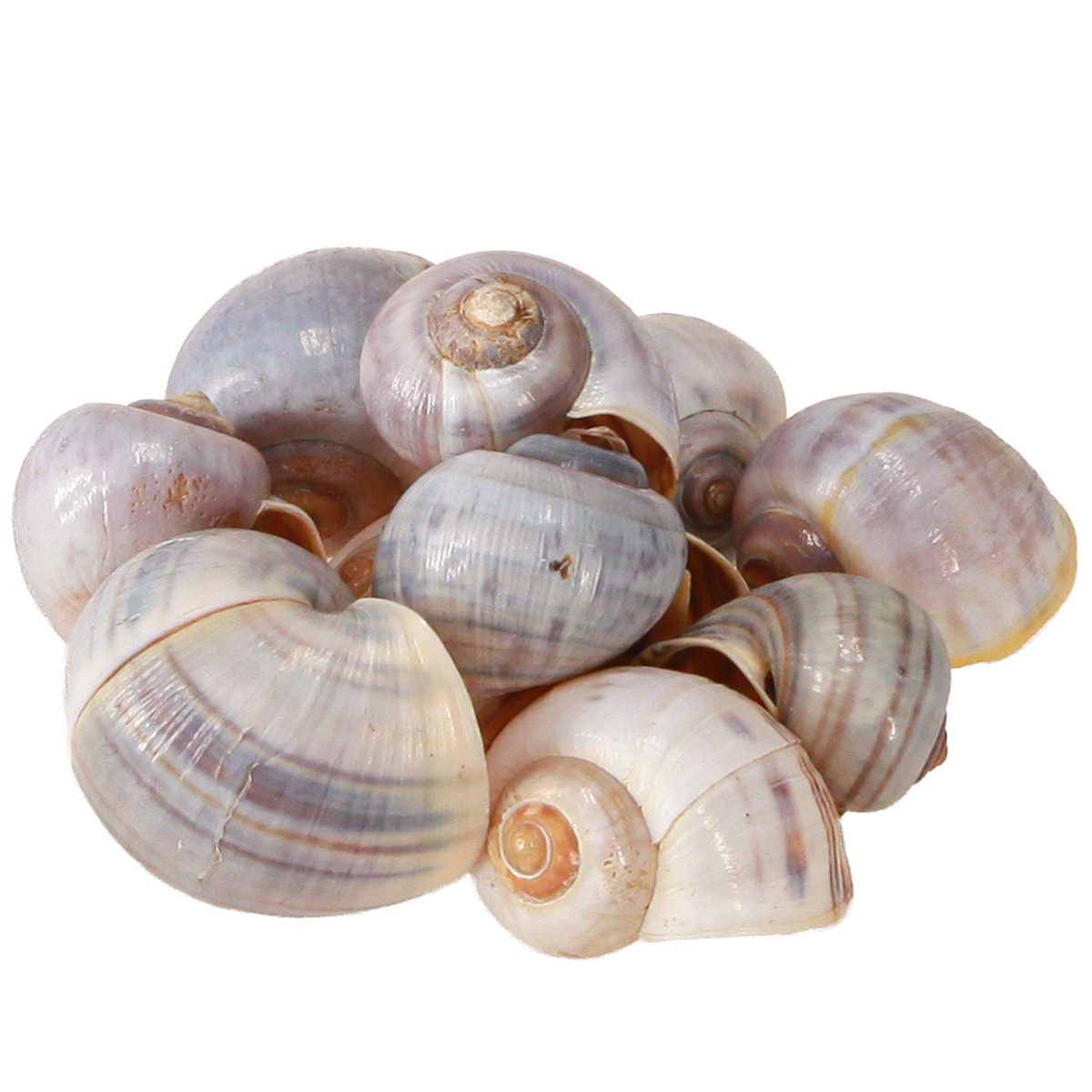 Viana Bastelnaturmaterial Natürliche Deko-Schneckenhäuser 1kg - günstig online kaufen