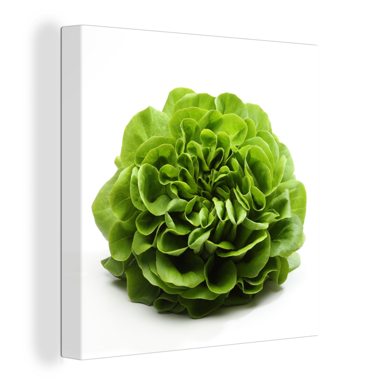 OneMillionCanvasses® Leinwandbild Frischer grüner Salatkopf auf weißem Hintergrund, (1 St), Leinwand Bilder für Wohnzimmer Schlafzimmer