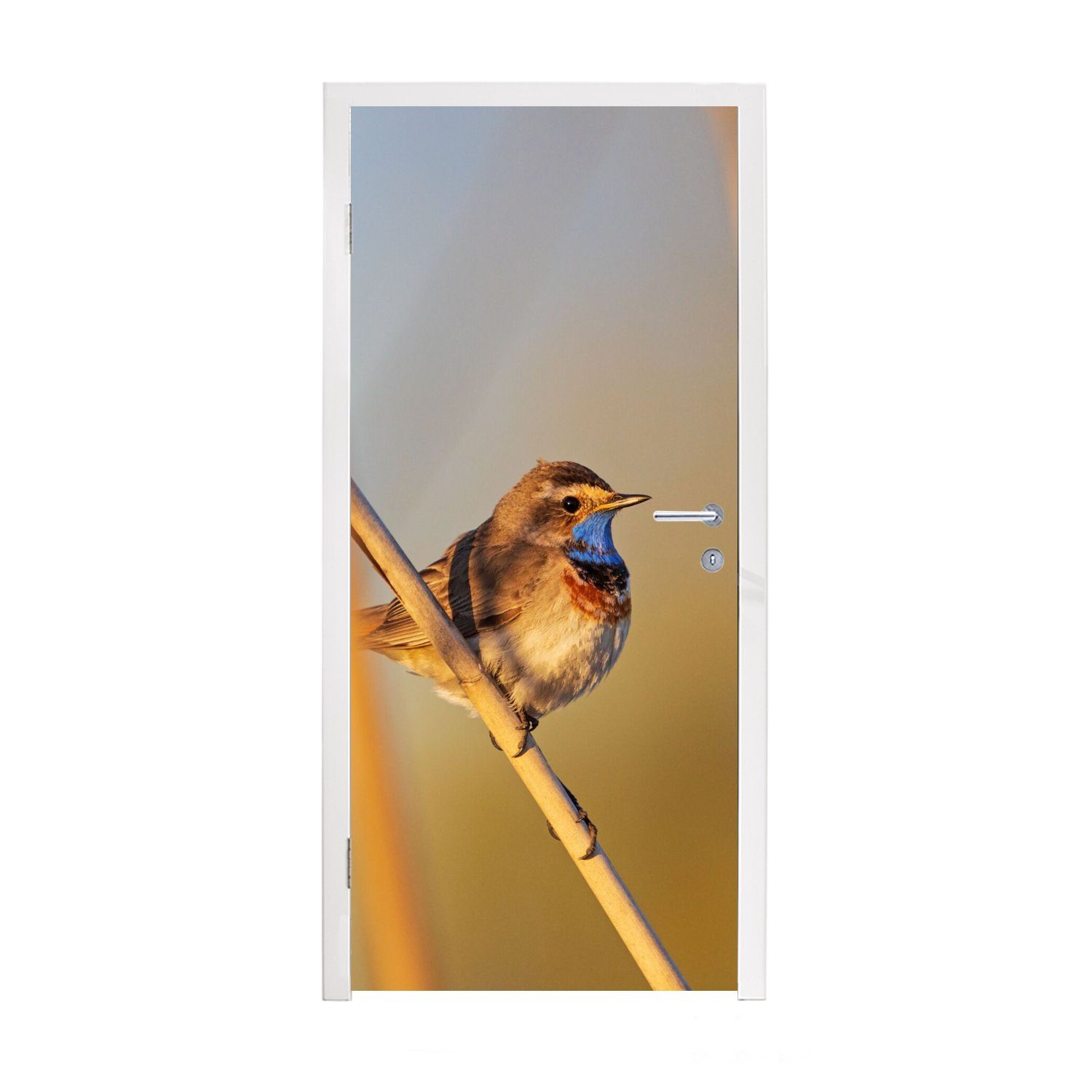 MuchoWow Türtapete Vögel - Blaukehlchen - Schilf, Matt, bedruckt, (1 St), Fototapete für Tür, Türaufkleber, 75x205 cm | Türtapeten