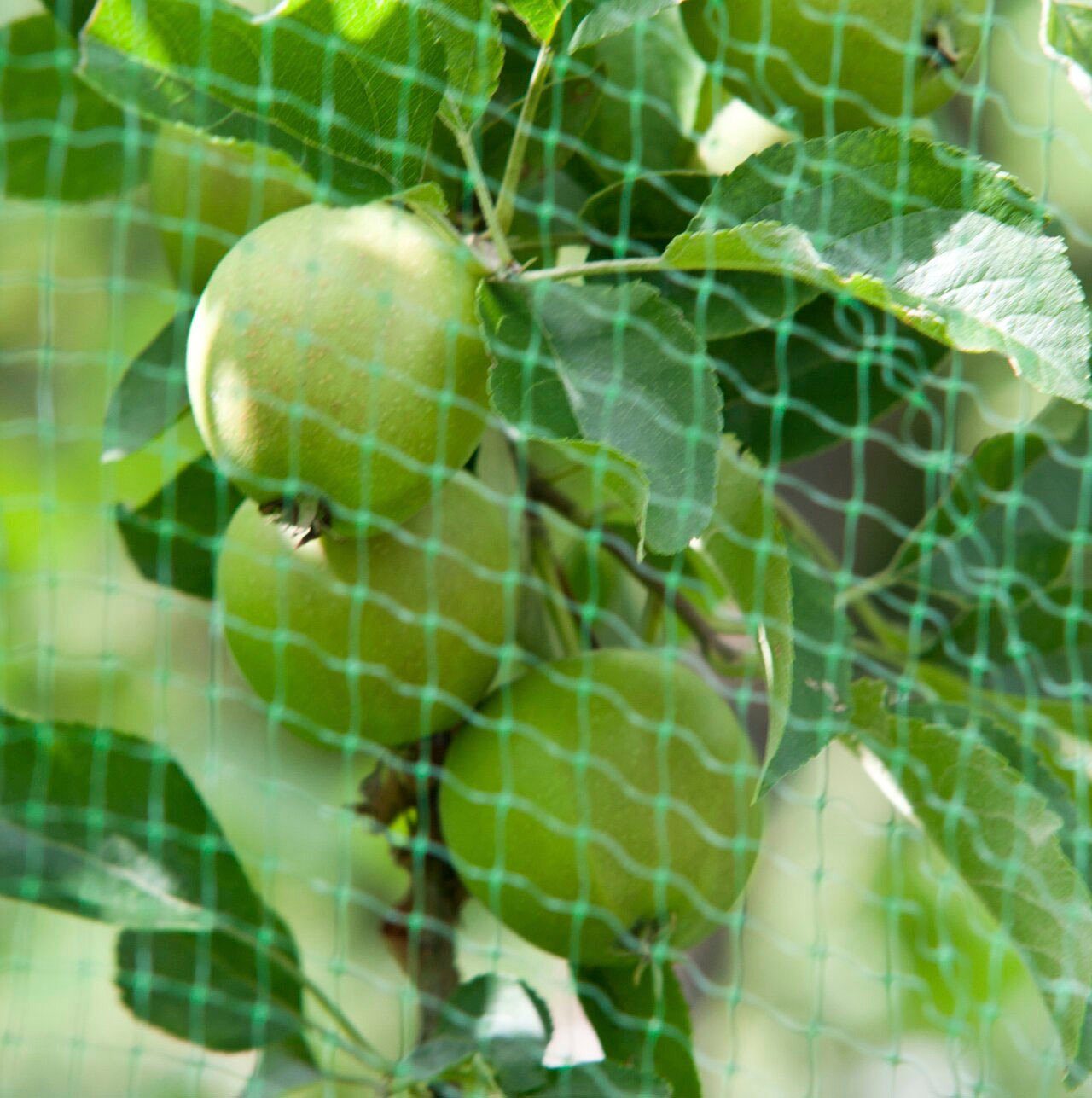 Windhager Schutznetz ORTONET, BxL: 2x10 m, Vogelschutznetz