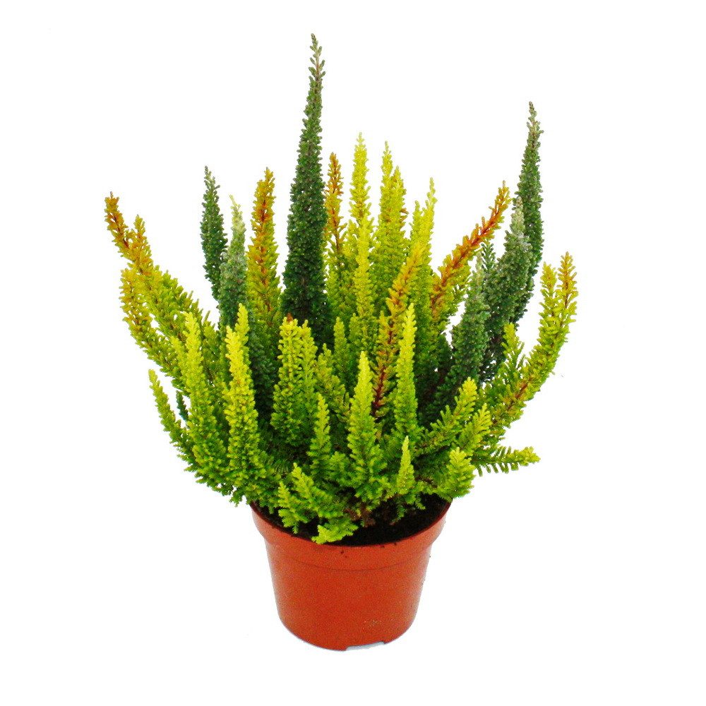 Exotenherz Beetpflanze Calluna Green Nature winterhart 11cm Topf ver. Grüntöne Set mit 6 mehrfarbigen Pflanzen – Bild 2 von 2