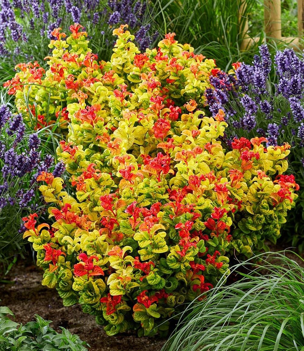 BALDUR Garten Zierstrauch Traubenheide 'Curly Gold®', 2 St., Purpurrote, immergrün,winterhart, mehrjährig, pflegeleicht – Bild 4 von 5