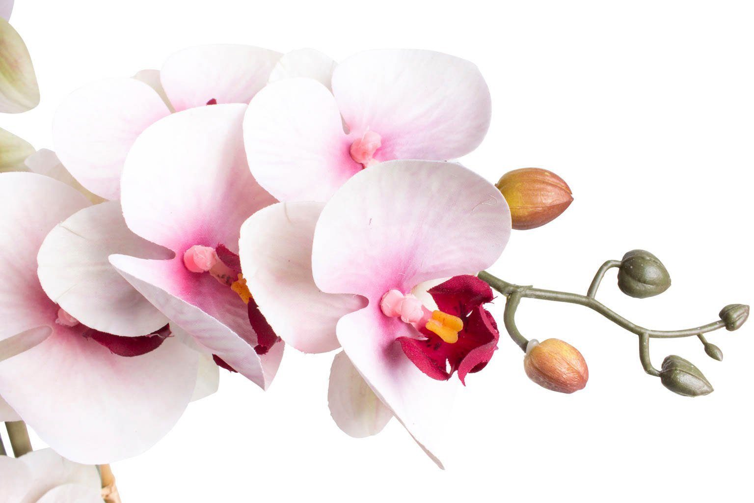 Orchidee, Bora cm Botanic-Haus, Kunstorchidee 60 Orchidee Höhe