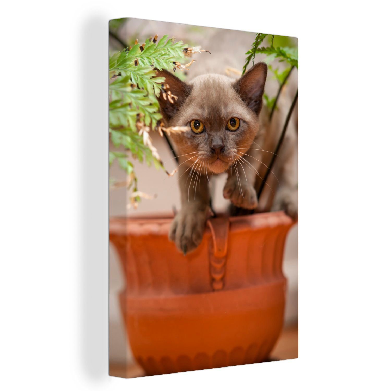 OneMillionCanvasses® Leinwandbild Ein junges birmanisches Kätzchen sitzt inmitten der Pflanzen, (1 St), Leinwandbild fertig bespannt inkl. Zackenaufhänger, Gemälde, 20x30 cm