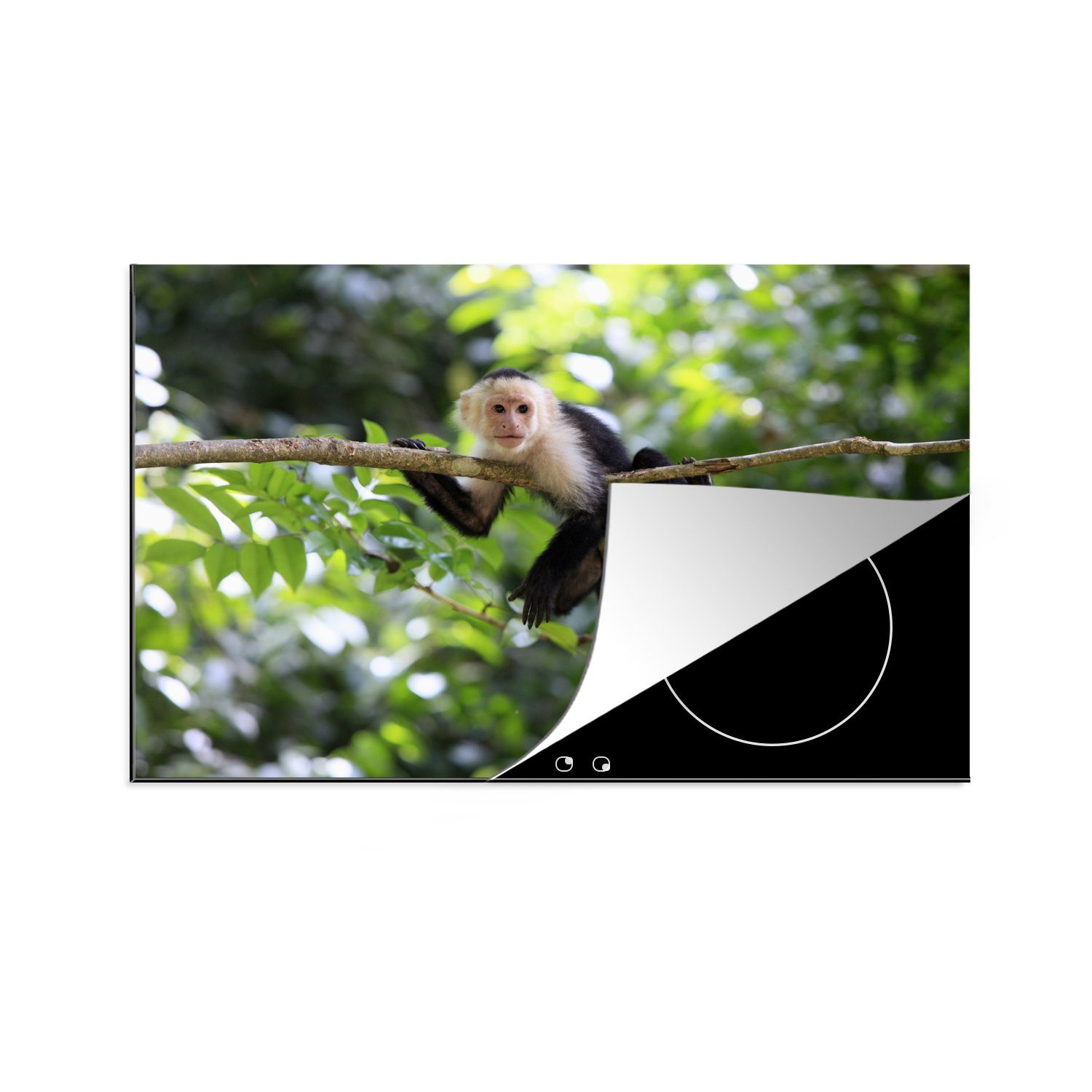 MuchoWow Herdblende-/Abdeckplatte Kapuzineraffe aus Panama klettert auf Baum, Vinyl, (1 tlg), 81x52 cm, Induktionskochfeld Schutz für die küche, Ceranfeldabdeckung