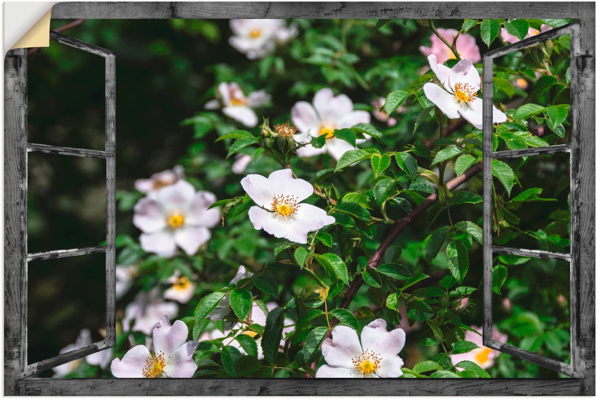 Artland Wandbild Fensterblick - in Wildrosen, Poster oder Leinwandbild, Fensterblick Wandaufkleber als St), Größen (1 versch. Alubild