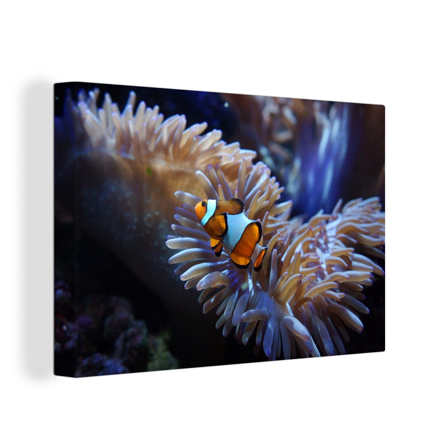 OneMillionCanvasses® Leinwandbild Anemone - Fische - Aquarium, (1 St), Wandbild Leinwandbilder, Aufhängefertig, Wanddeko, 30x20 cm