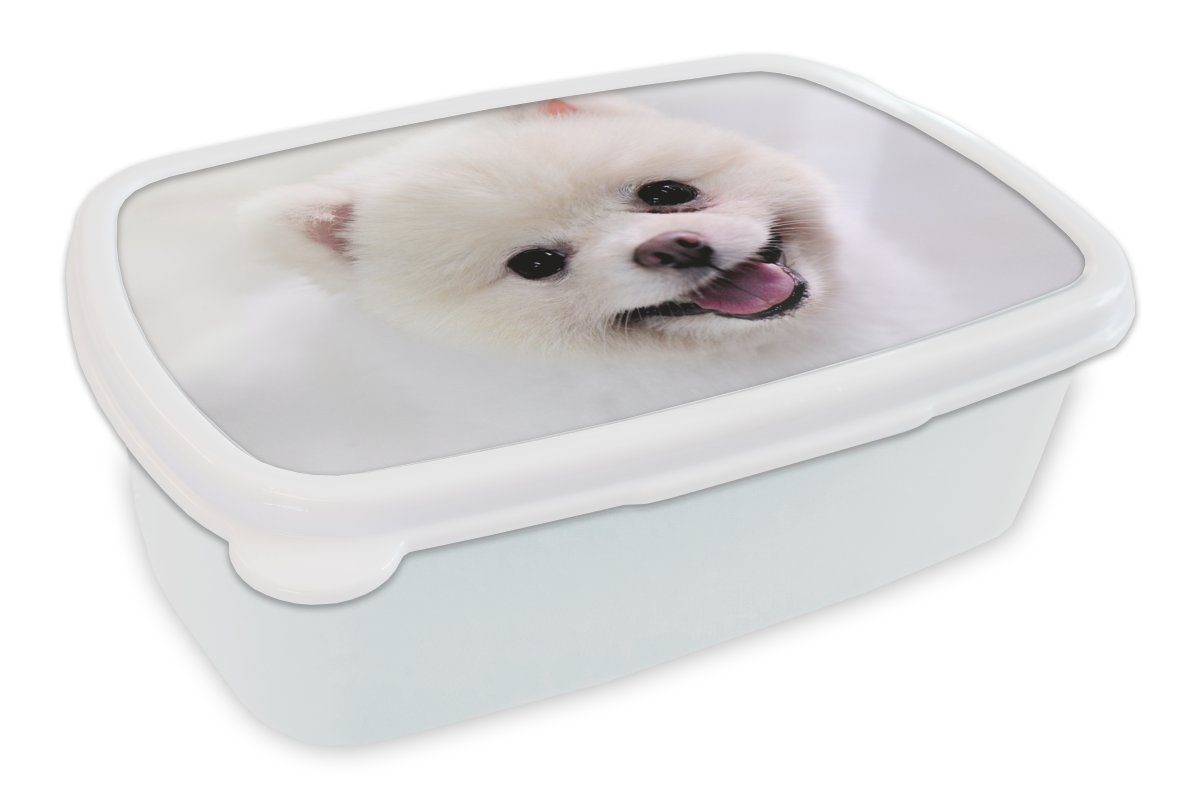 MuchoWow Lunchbox Pomeranian Nahaufnahme, Kunststoff, (2-tlg), Brotbox für Kinder und Erwachsene, Brotdose, für Jungs und Mädchen weiß