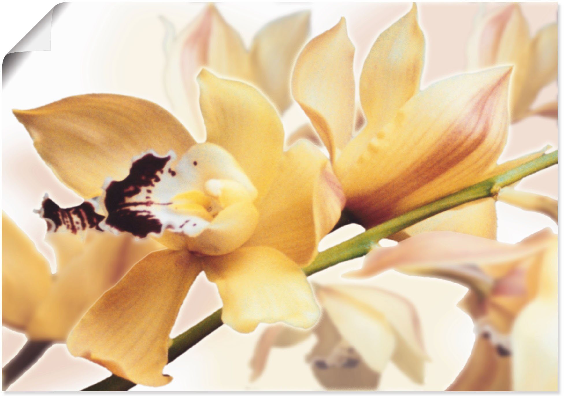 Artland Wandbild Gelbe Orchidee, Blumenbilder versch. Alubild, Wandaufkleber St), in Poster als Leinwandbild, Größen oder (1