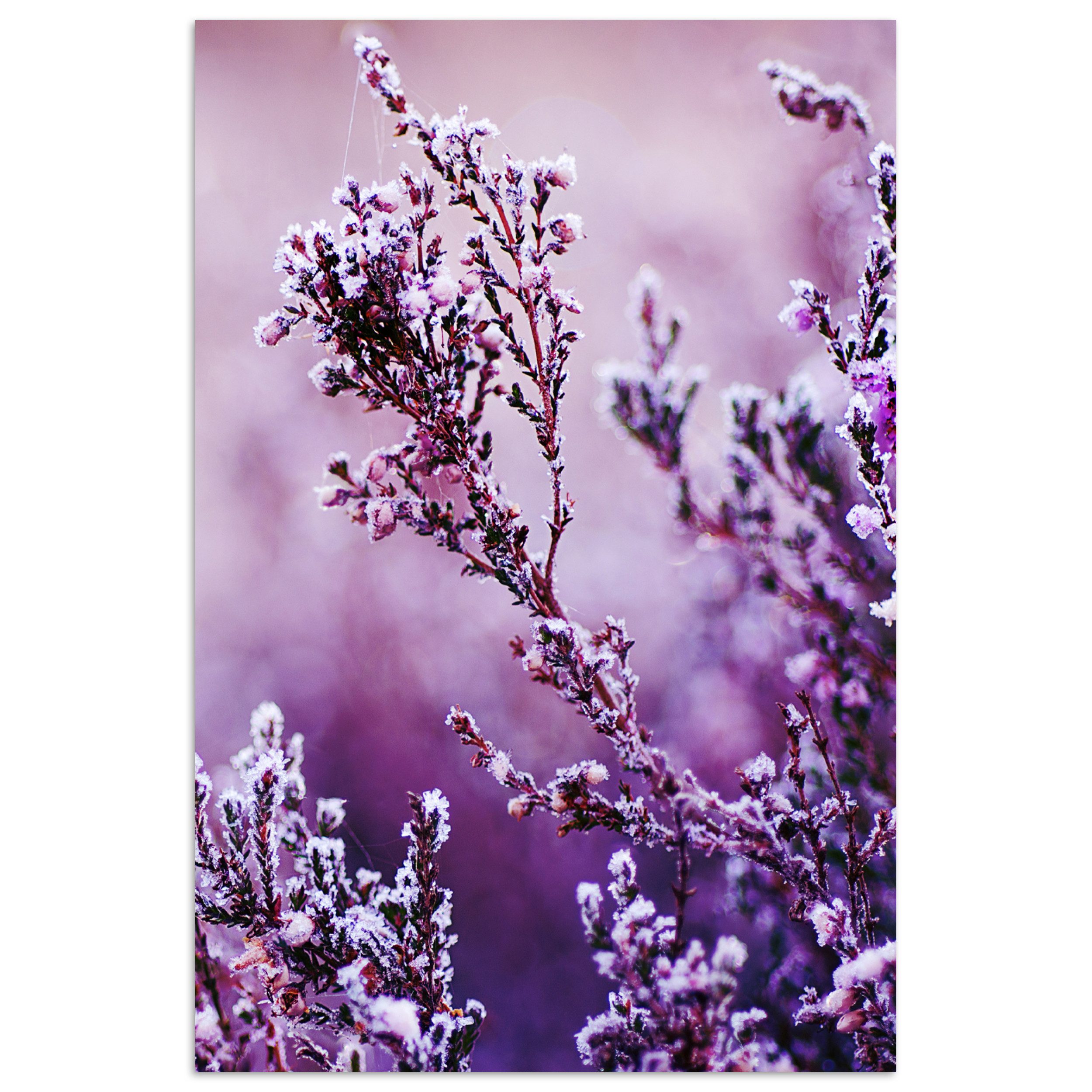 MuchoWow Poster Lavendel - Winter - Blumen - Lila, (1 St), Poster ohne Rahmen, Wandbild, Wandposter, 20x30 cm