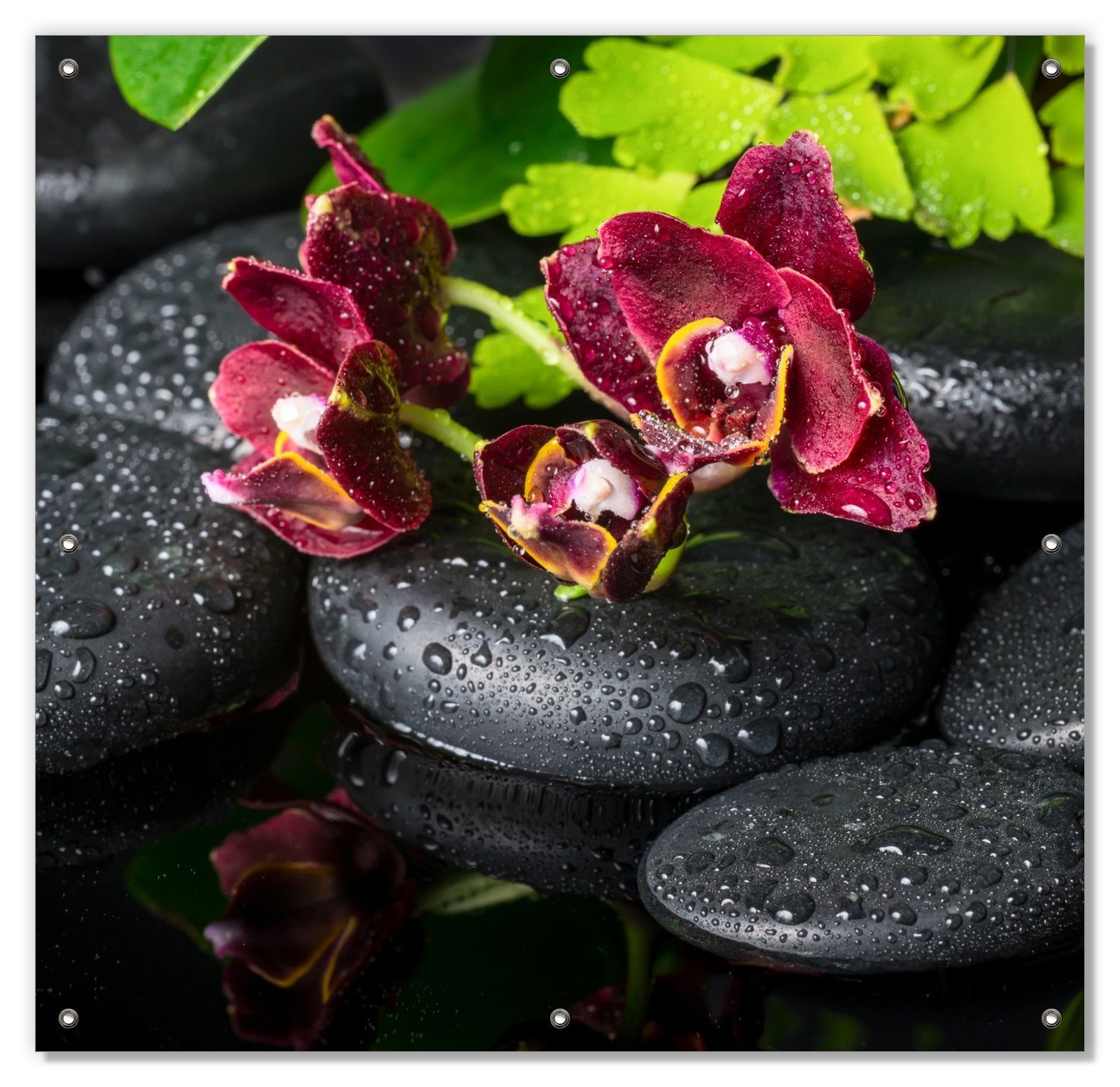 Sonnenschutz Dunkelrote Orchideen-Blüte auf schwarzen Steinen mit Regentropfen, Wallario, blickdicht, mit Saugnäpfen, wiederablösbar und wiederverwendbar