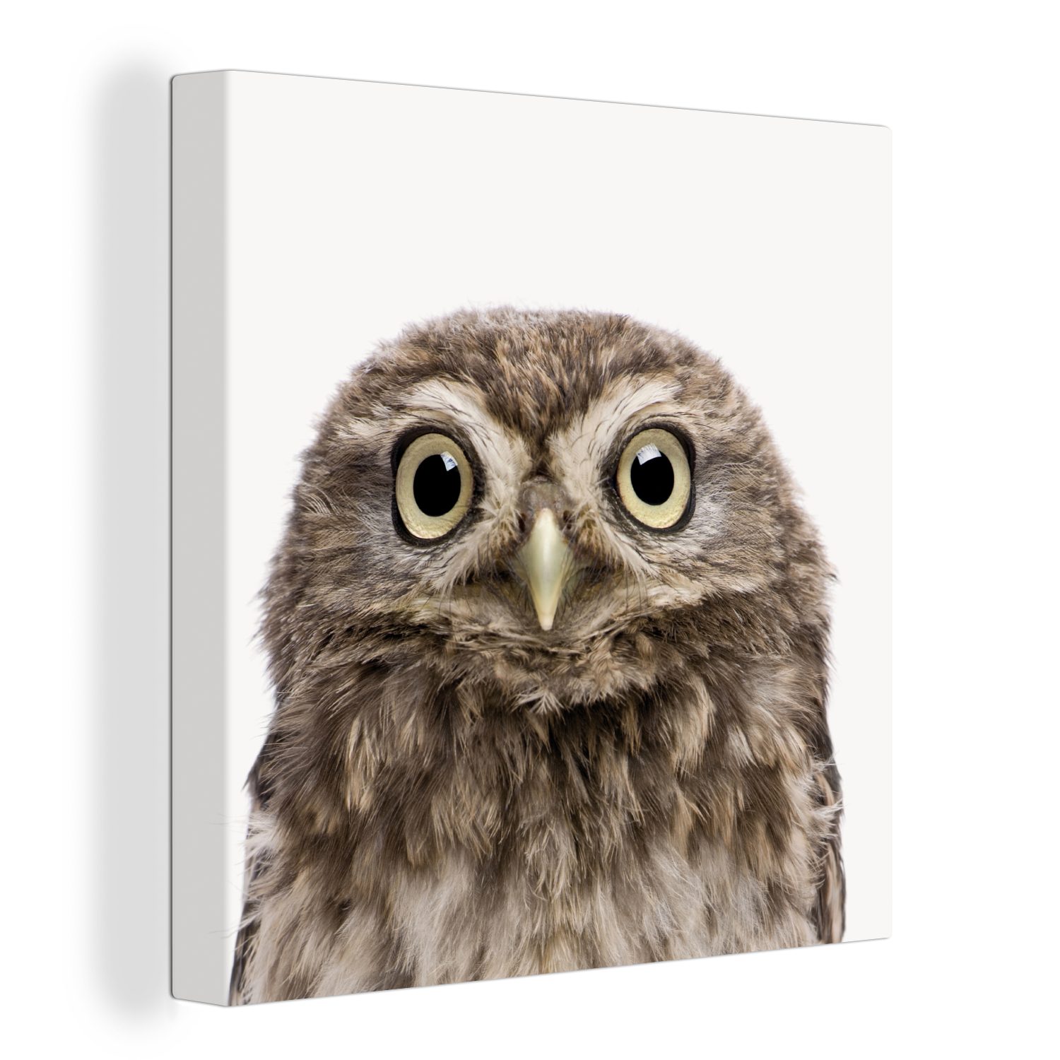 OneMillionCanvasses® Leinwandbild Eule - Eule - Porträt - Braun - Vogel - Jungen - Mädchen, Fotodruck (1 St), Wandbild, Deko Schlafzimmer Wohnzimmer Flur 20x20 cm