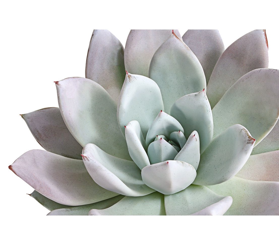 Dehner Sukkulente Echeverie Mexican Giant, 15-25 cm inkl. Pflanztopf, Ø Topf 17 cm, zartrosa-blaue Sukkulente mit rosettenförmigem Wuchs