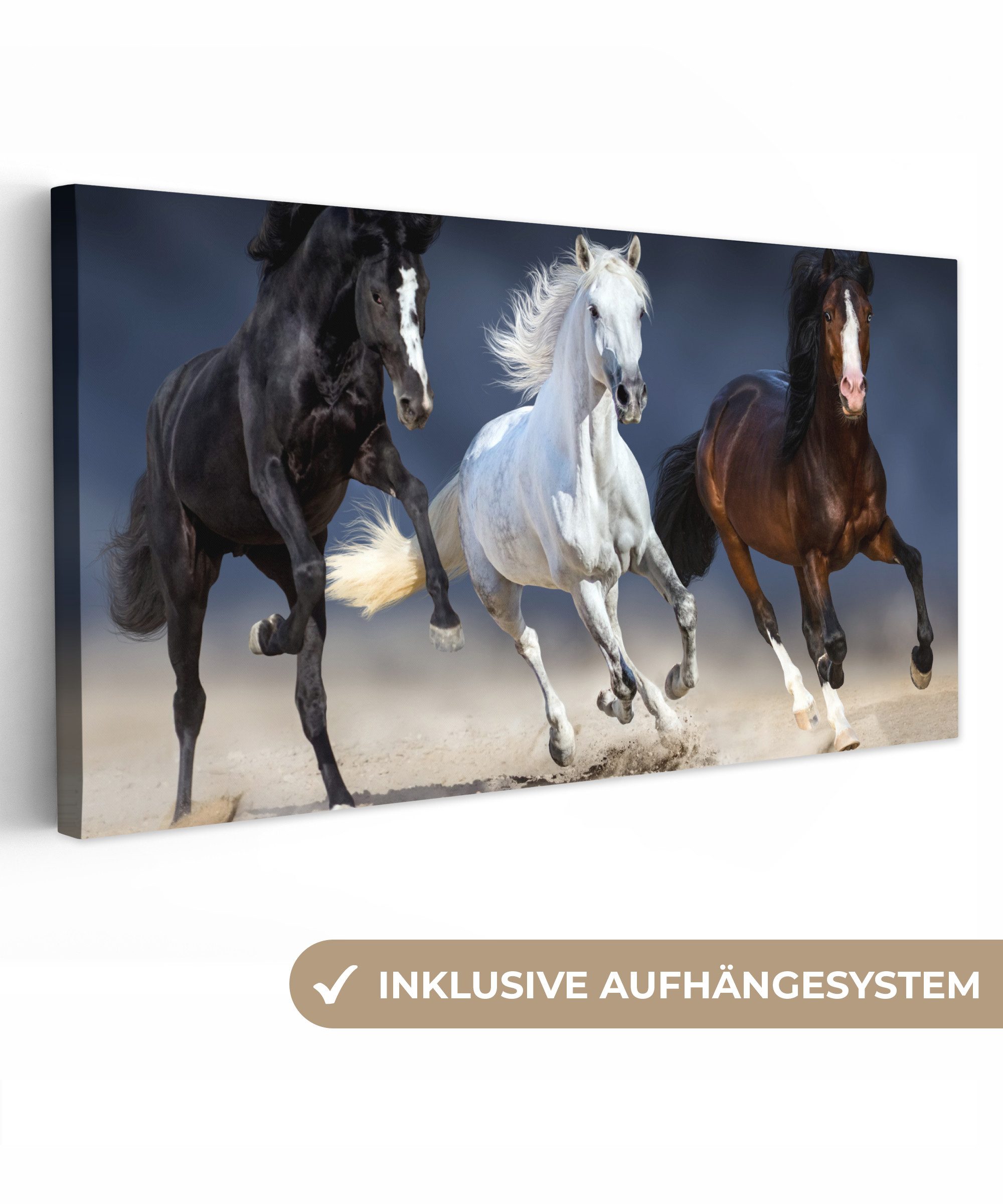 Pferde - Tiere - Sand