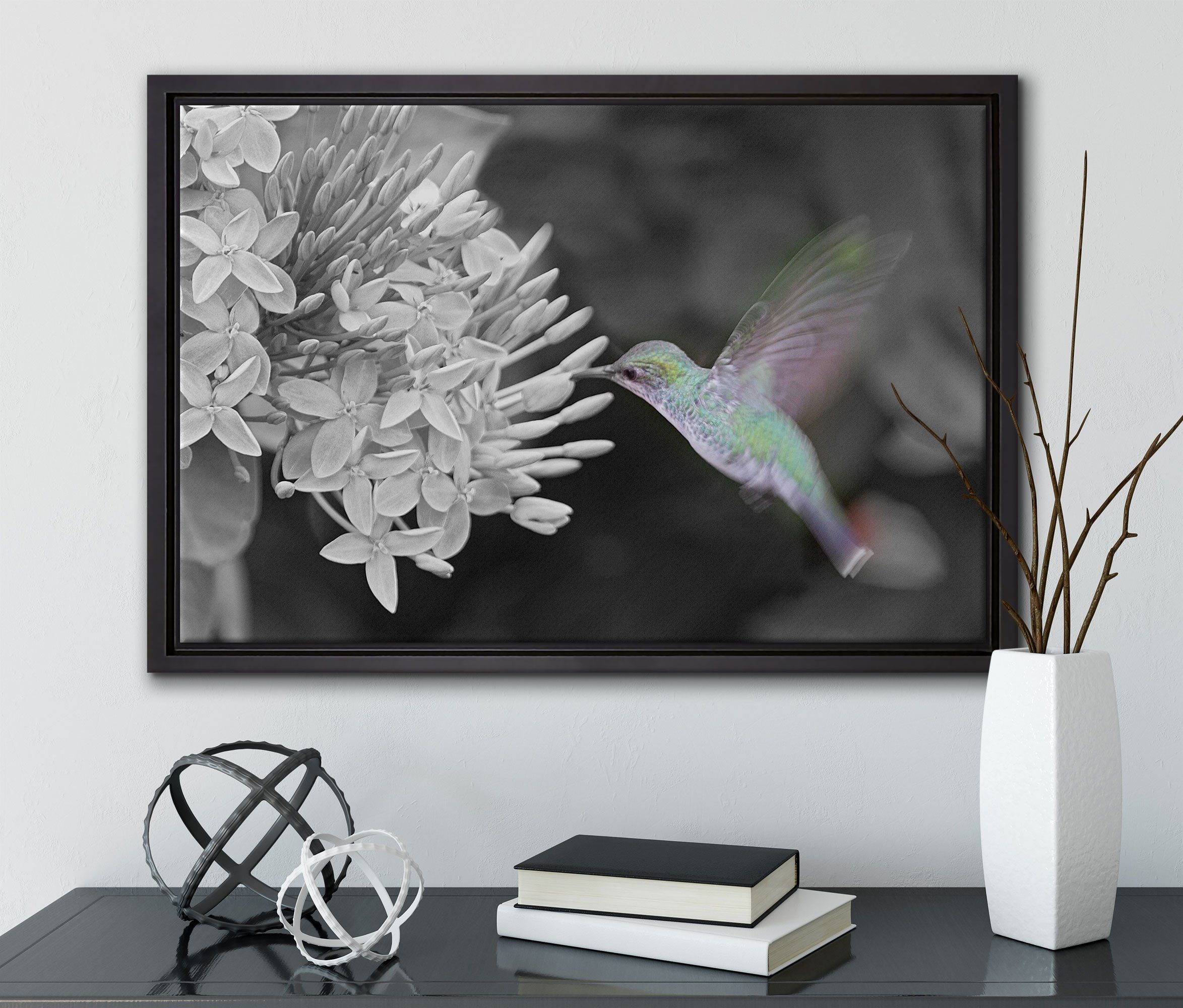 Kolibri in fertig Leinwandbild Leinwandbild gefasst, inkl. Schattenfugen-Bilderrahmen Zackenaufhänger bespannt, Blüte, Wanddekoration an Pixxprint (1 St), einem