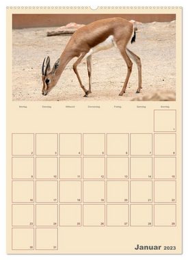 CALVENDO Wandkalender Kleiner Zoobesuch . Familienplaner (Premium, hochwertiger DIN A2 Wandkalender 2023, Kunstdruck in Hochglanz)