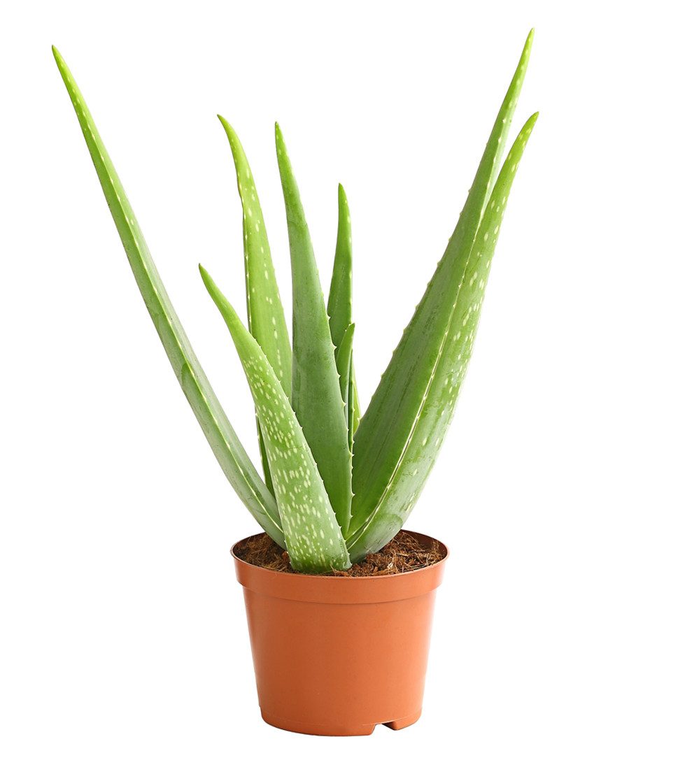 Dehner Sukkulente Echte Aloe, ab 30-110 cm, Ø Topf ab 12-35 cm, Aloe vera, Sukkulente mit fleischigen Blättern