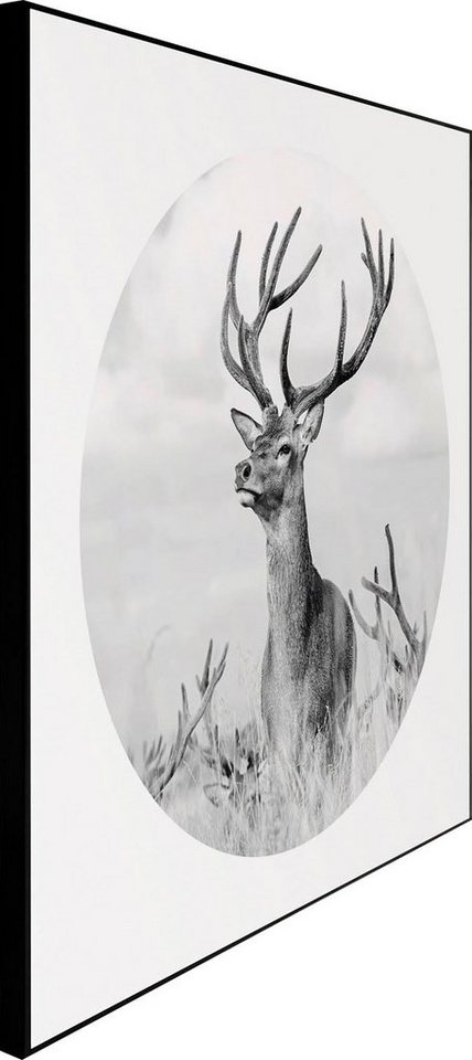 Reinders! Wandbild »Slim Frame Black 50x50 Black & White - tough deer«-kaufen