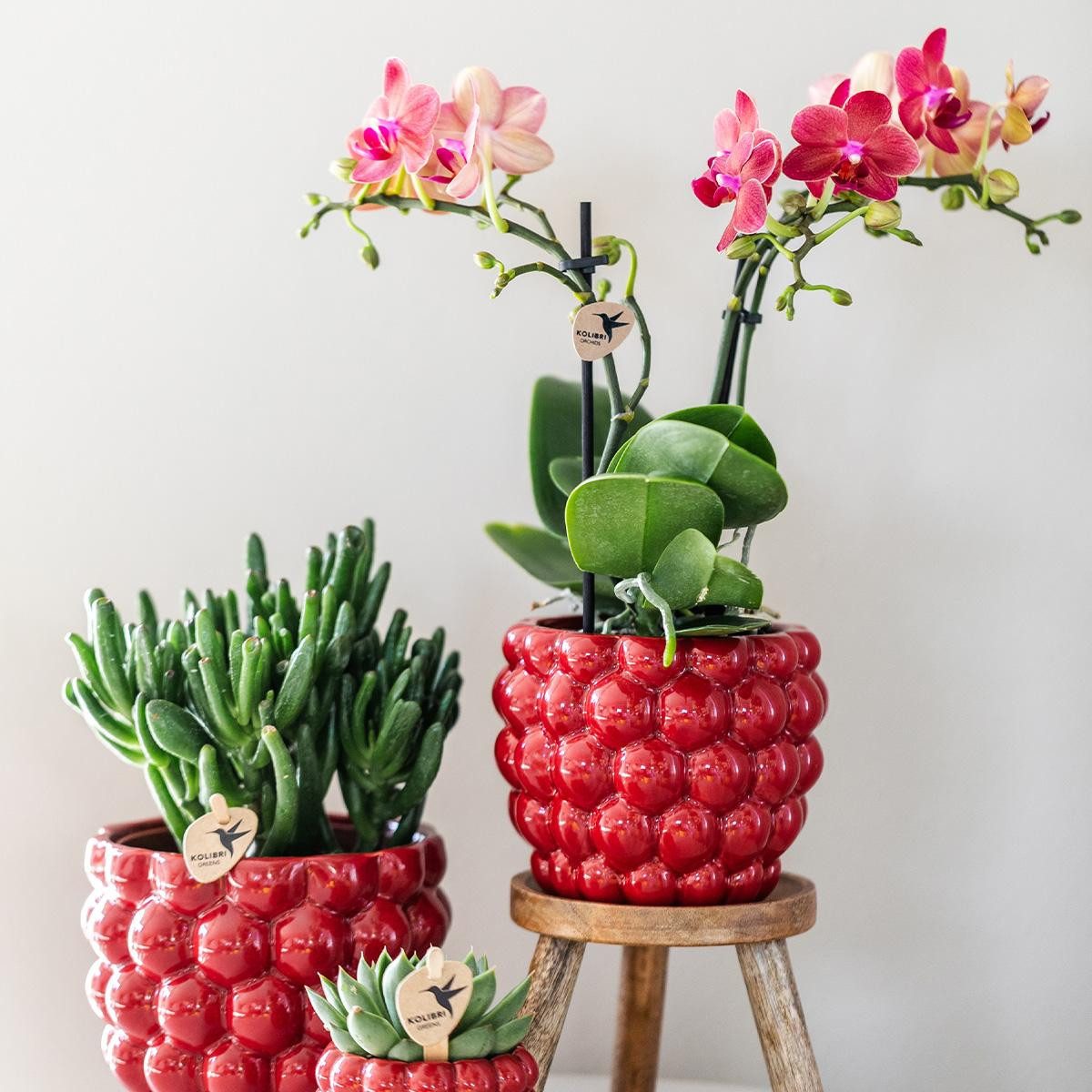 Exotenherz Zimmerpflanze Rote Phalaenopsis-Orchidee Kongo + Beeren-Ziertopf 9cm 40cm hoch – Bild 4 von 5