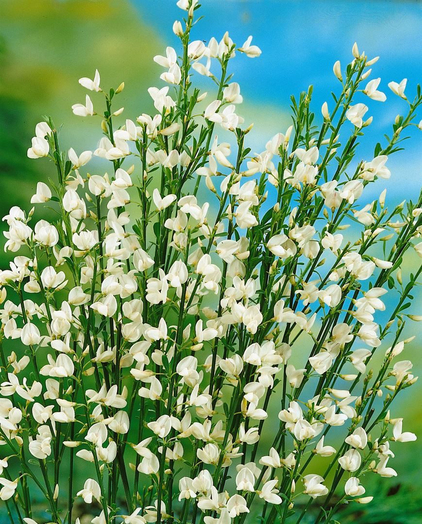 Pflanzen für Dich Gehölze Cytisus praecox White Lion, 1 St., Elfenbeinginster, Besenginster