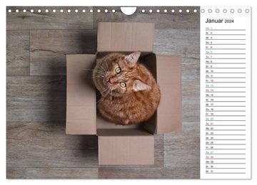 CALVENDO Wandkalender Karton Katzen (Wandkalender 2024 DIN A4 quer), CALVENDO Monatskalender