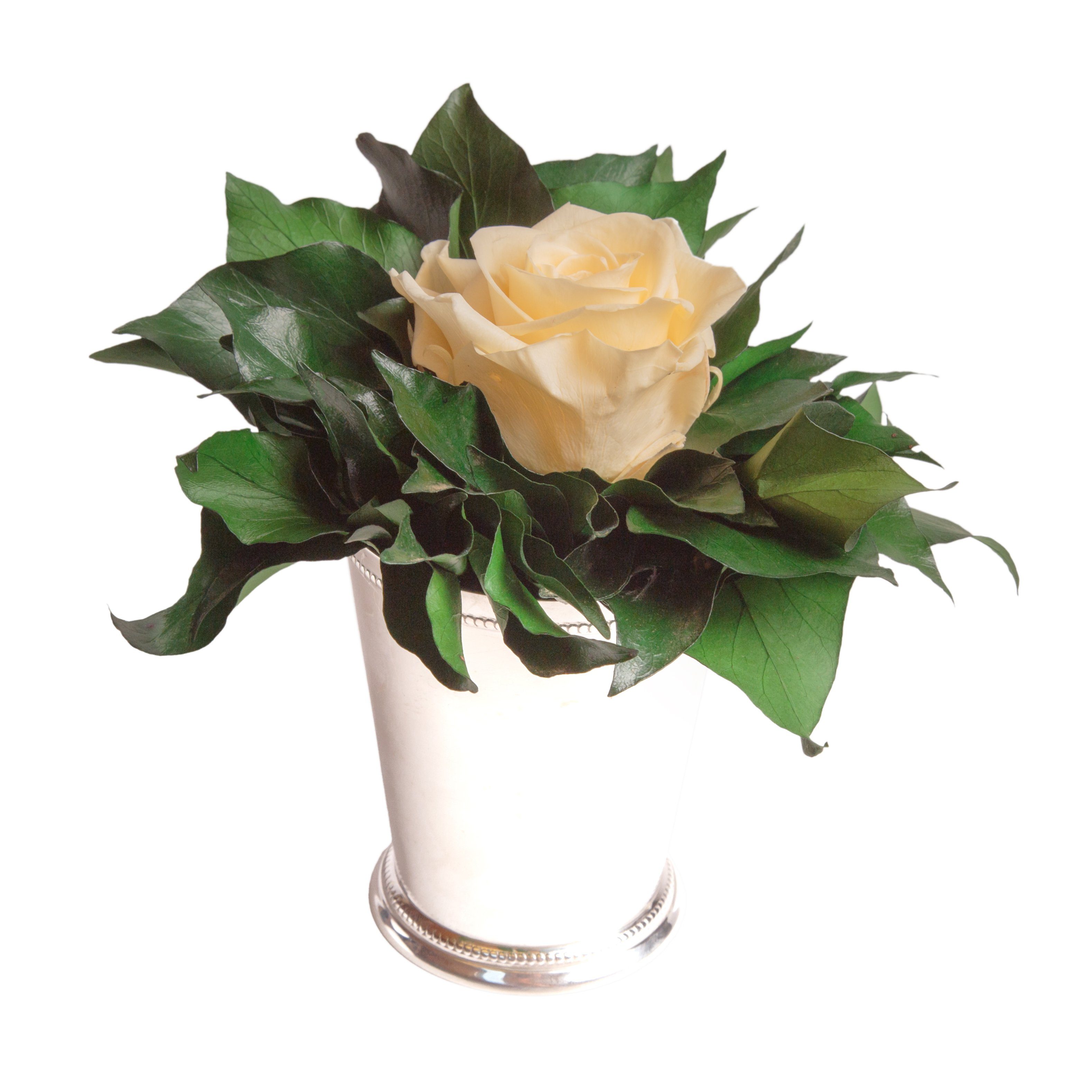 Höhe silberfarben Geschenkidee Blume Rose, cm, Rose SCHULZ Infinity lange 12 Zimmerpflanze Becher für Frauen Champagner 1 Künstliche Echte Heidelberg, haltbar ROSEMARIE