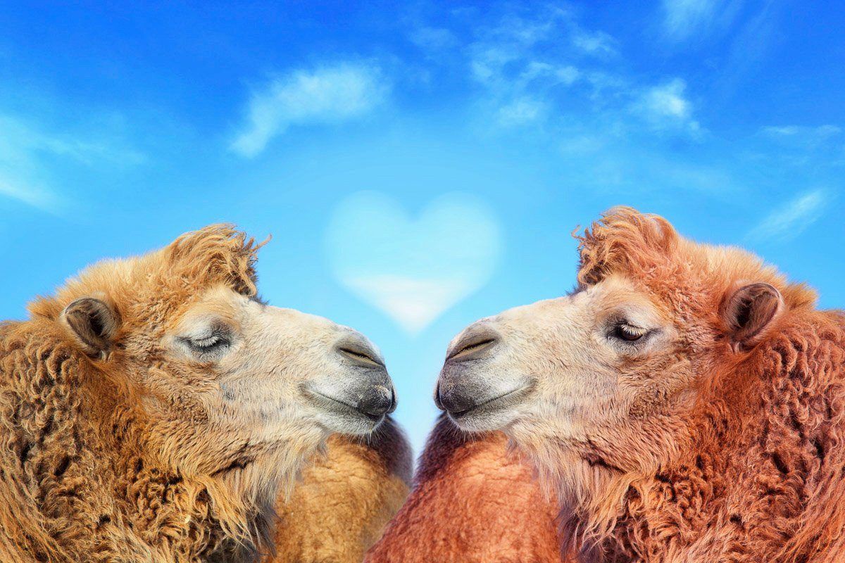Papermoon Fototapete Kamele | Fototapeten