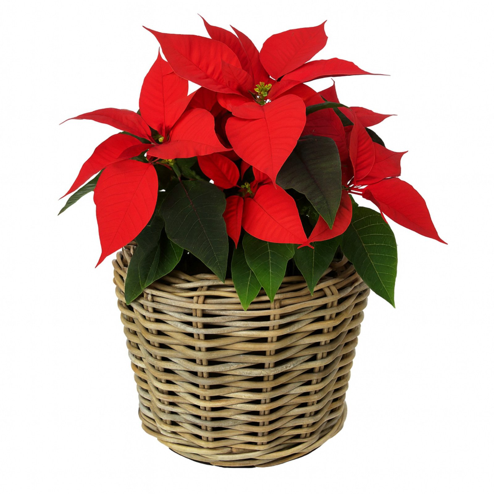 Van der Leeden Blumentopf Blumenkorb Pflanzkorb Topf 34x30cm Rattan Weide S günstig online kaufen