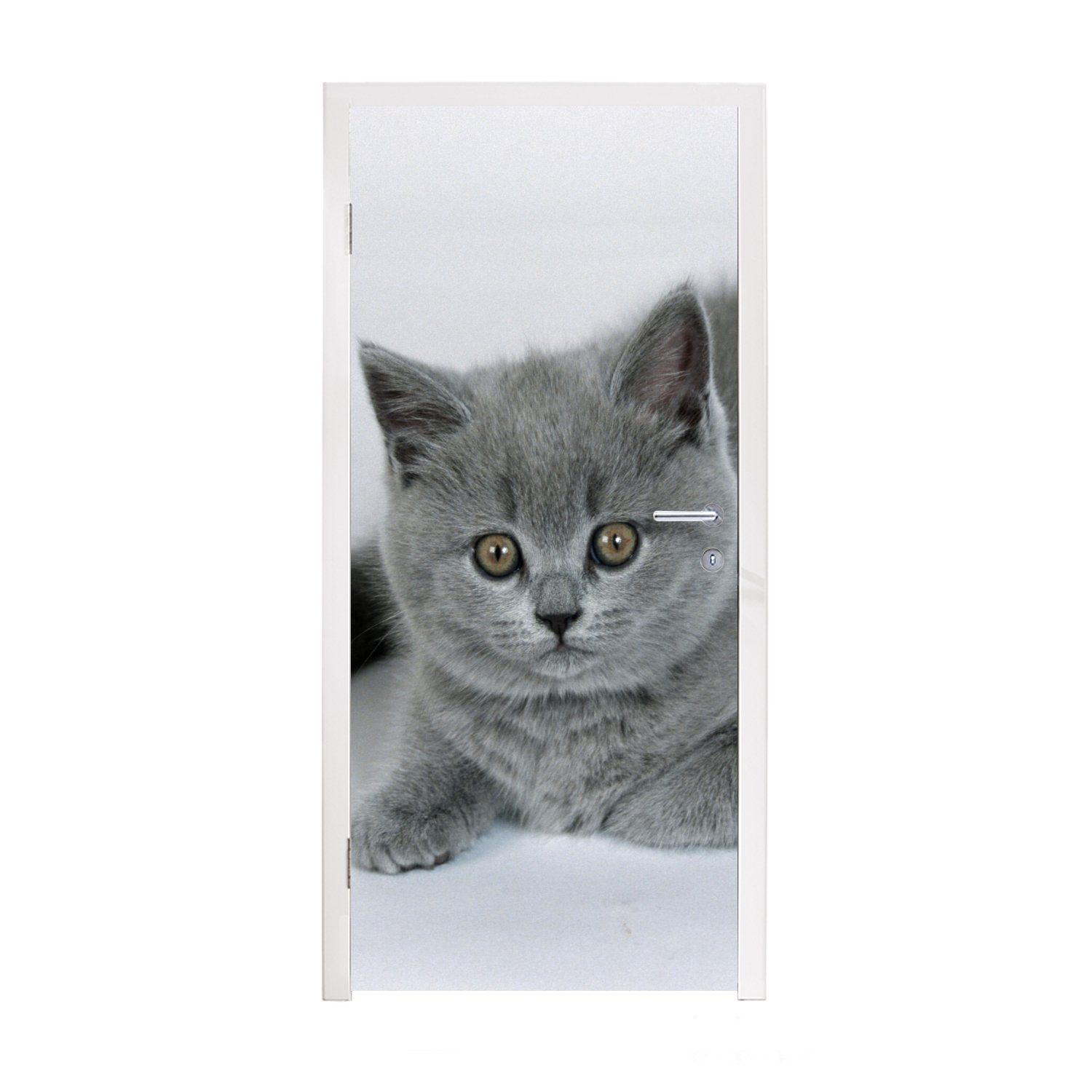 MuchoWow Türtapete Anzeige eines wunderschönen Britisch-Kurzhaar-Kätzchens, Matt, bedruckt, (1 St), Fototapete für Tür, Türaufkleber, 75x205 cm